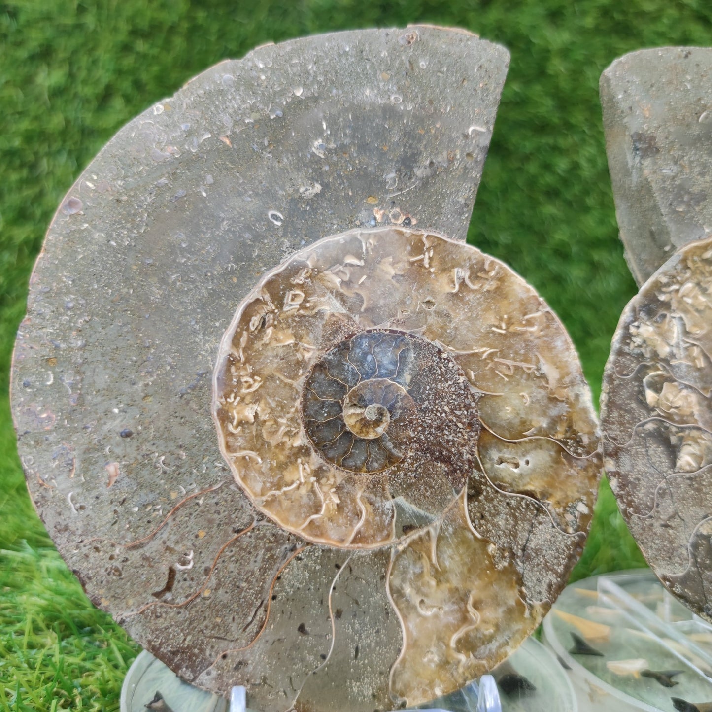 Polished ammonite fossil North Yorkshire Fossils - North Yorkshire Fossils