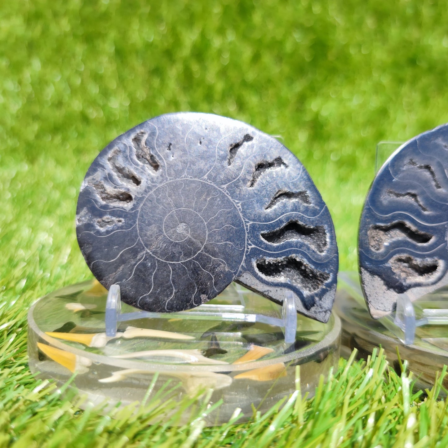 Polished ammonite fossil rare black - North Yorkshire Fossils