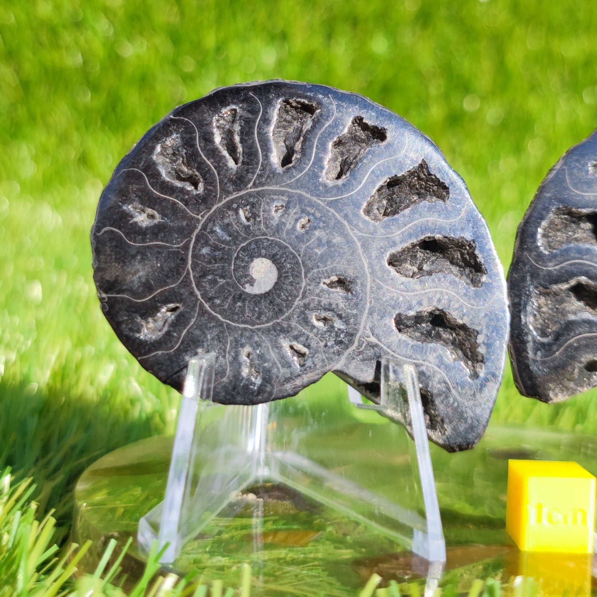 Polished ammonite fossil rare black - North Yorkshire Fossils