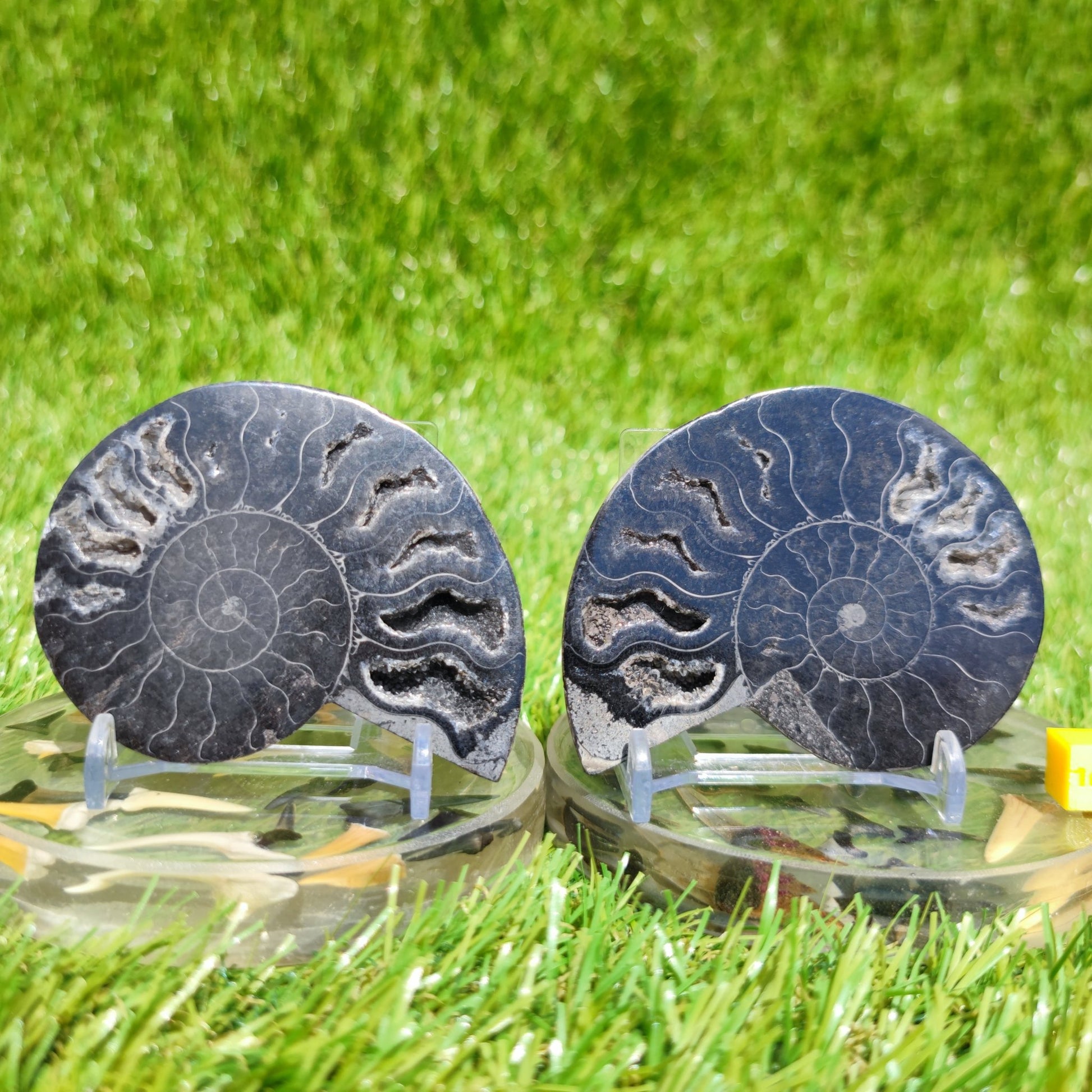 Polished ammonite fossil rare black - North Yorkshire Fossils
