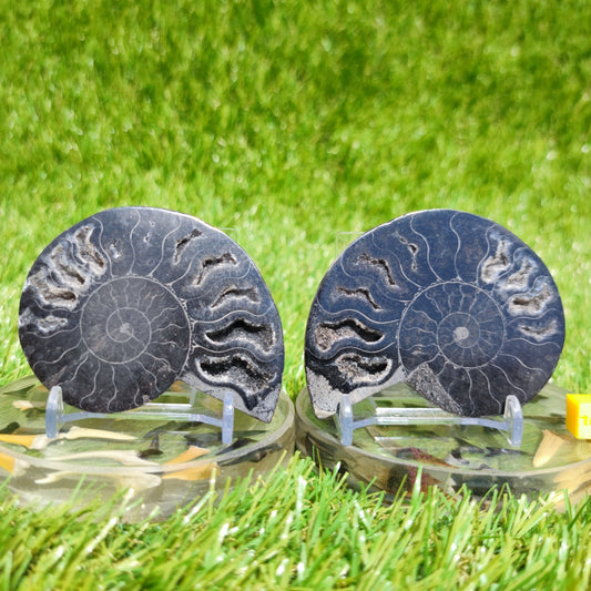 Polished ammonite fossil rare black - North Yorkshire Fossils