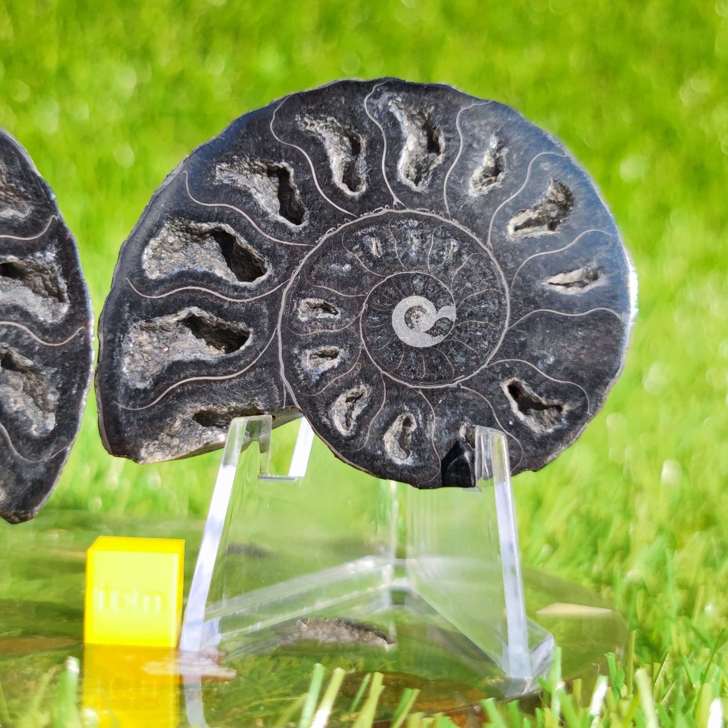 Polished ammonite fossil rare black - North Yorkshire Fossils