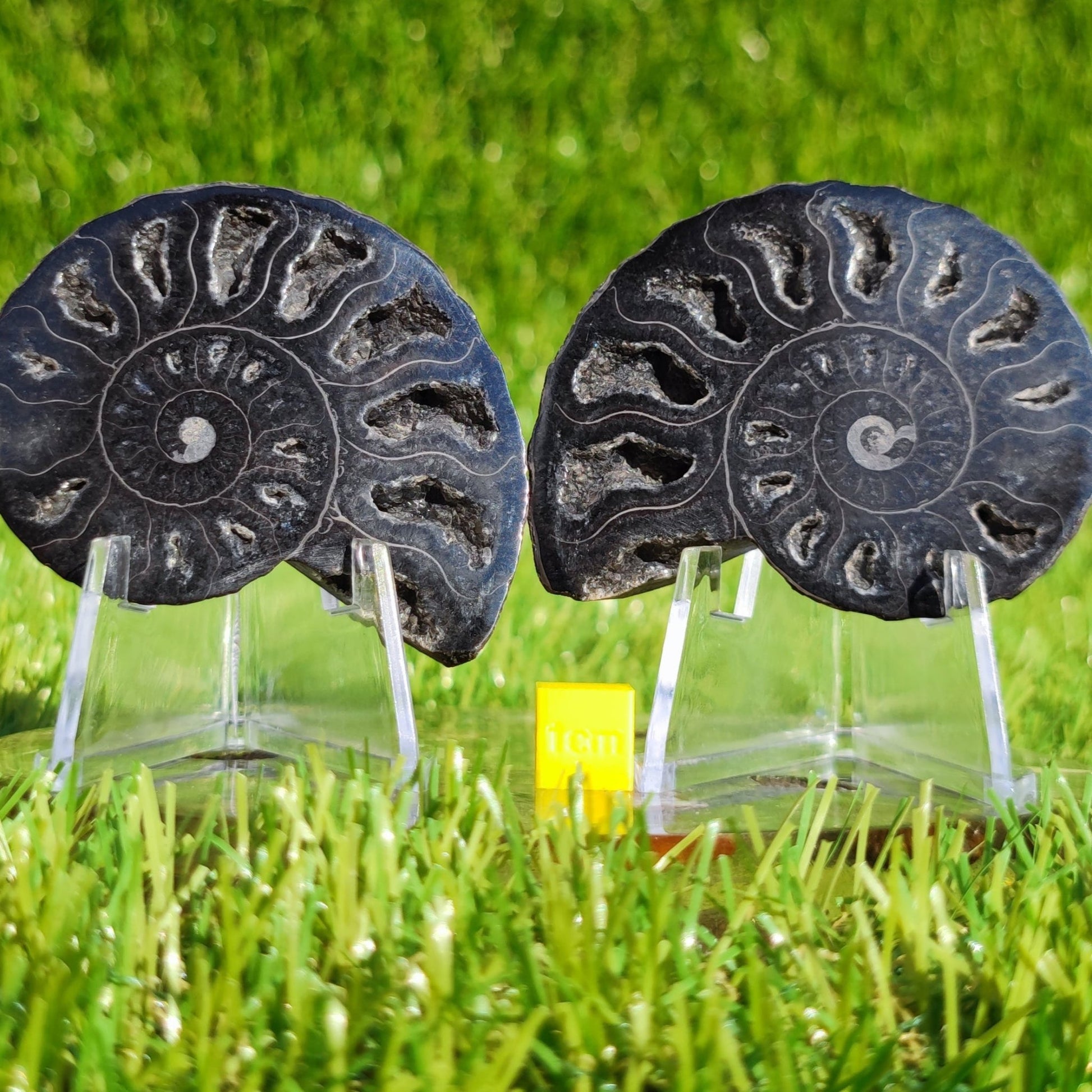 Polished ammonite fossil rare black - North Yorkshire Fossils