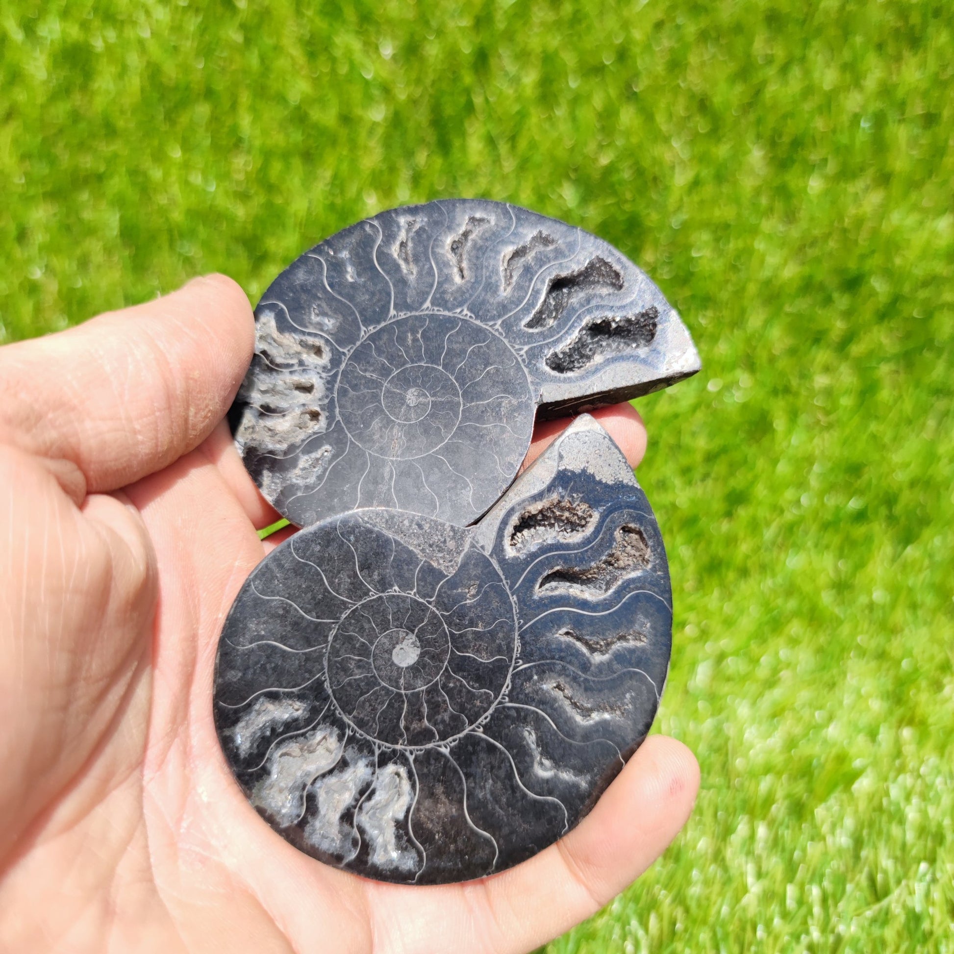 Polished ammonite fossil rare black - North Yorkshire Fossils