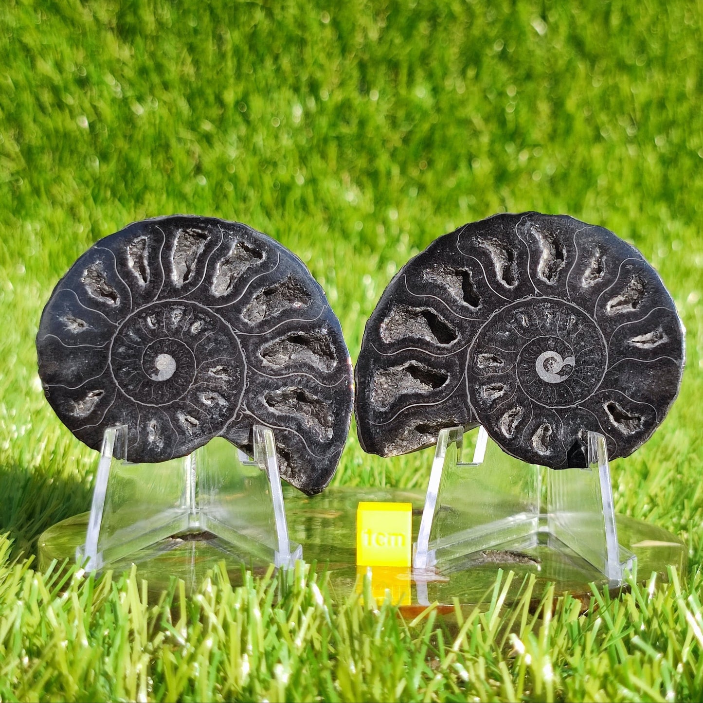 Polished ammonite fossil rare black - North Yorkshire Fossils