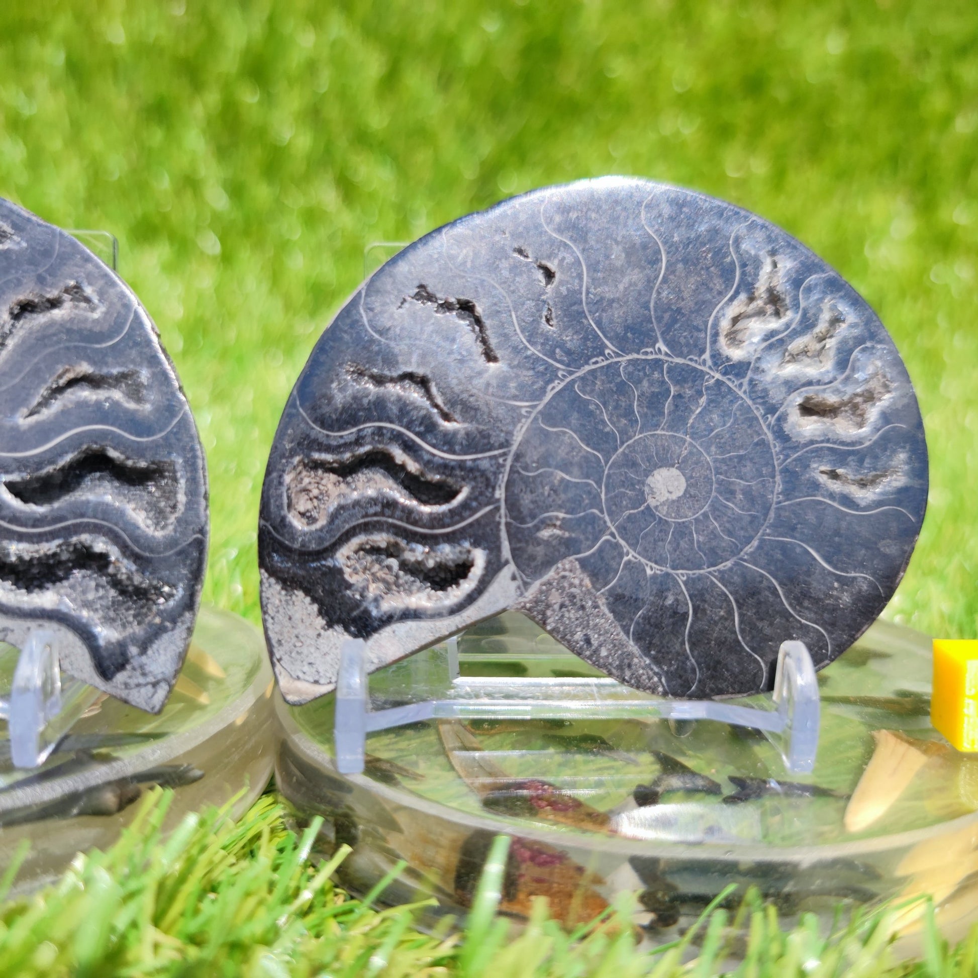 Polished ammonite fossil rare black - North Yorkshire Fossils