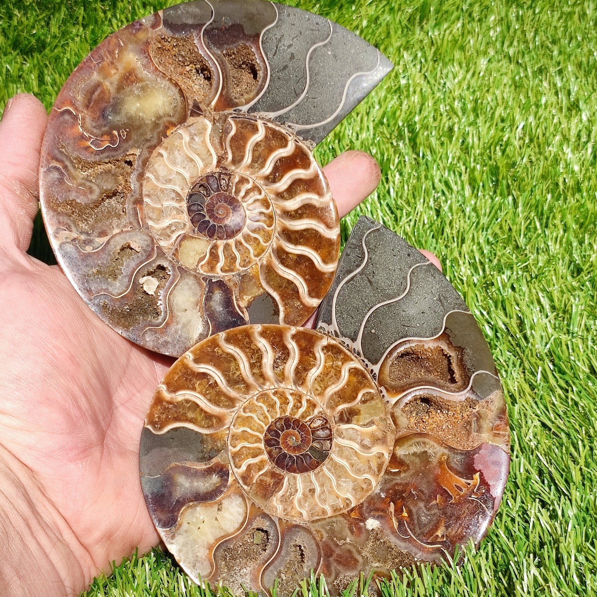 Polished ammonite large fossil Madagascar North Yorkshire Fossils UK - North Yorkshire Fossils