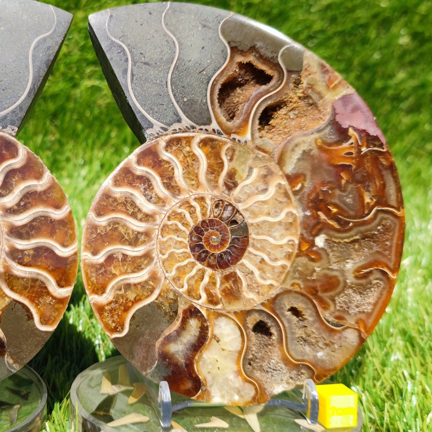 Polished ammonite large fossil Madagascar North Yorkshire Fossils UK - North Yorkshire Fossils