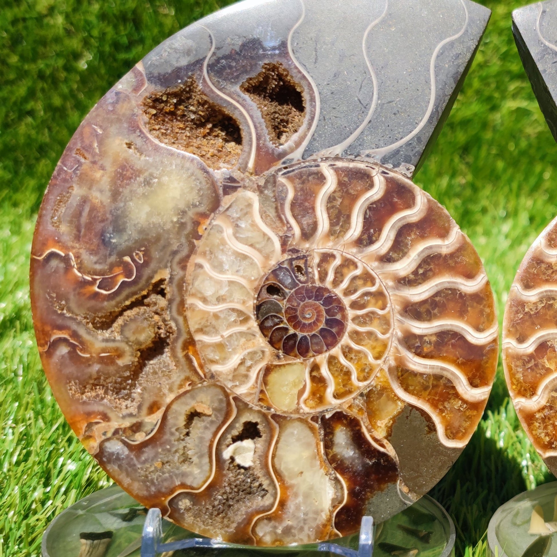 Polished ammonite large fossil Madagascar North Yorkshire Fossils UK - North Yorkshire Fossils