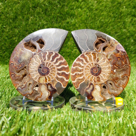 Polished ammonite large fossil Madagascar North Yorkshire Fossils UK - North Yorkshire Fossils