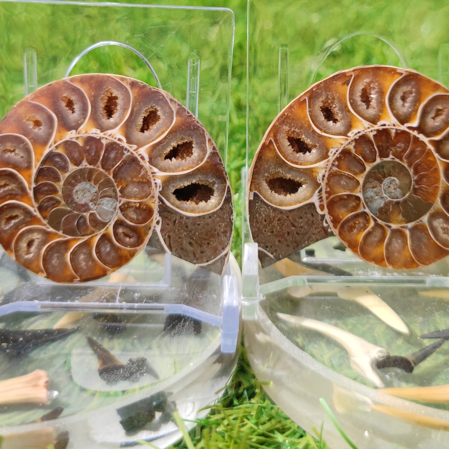 Polished ammonite Madagascar - North Yorkshire Fossils