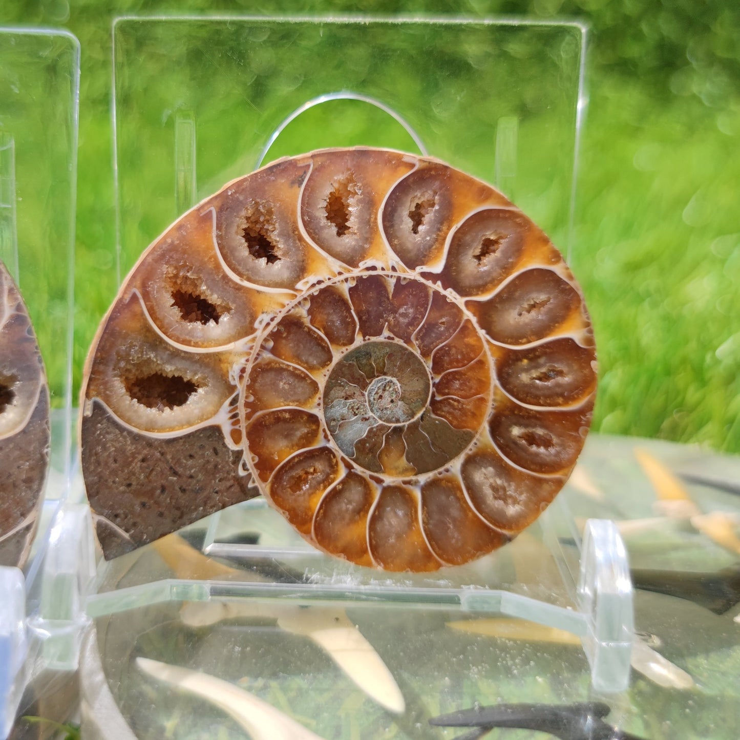 Polished ammonite Madagascar - North Yorkshire Fossils