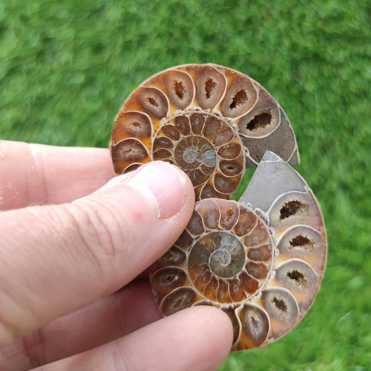 Polished ammonite Madagascar - North Yorkshire Fossils