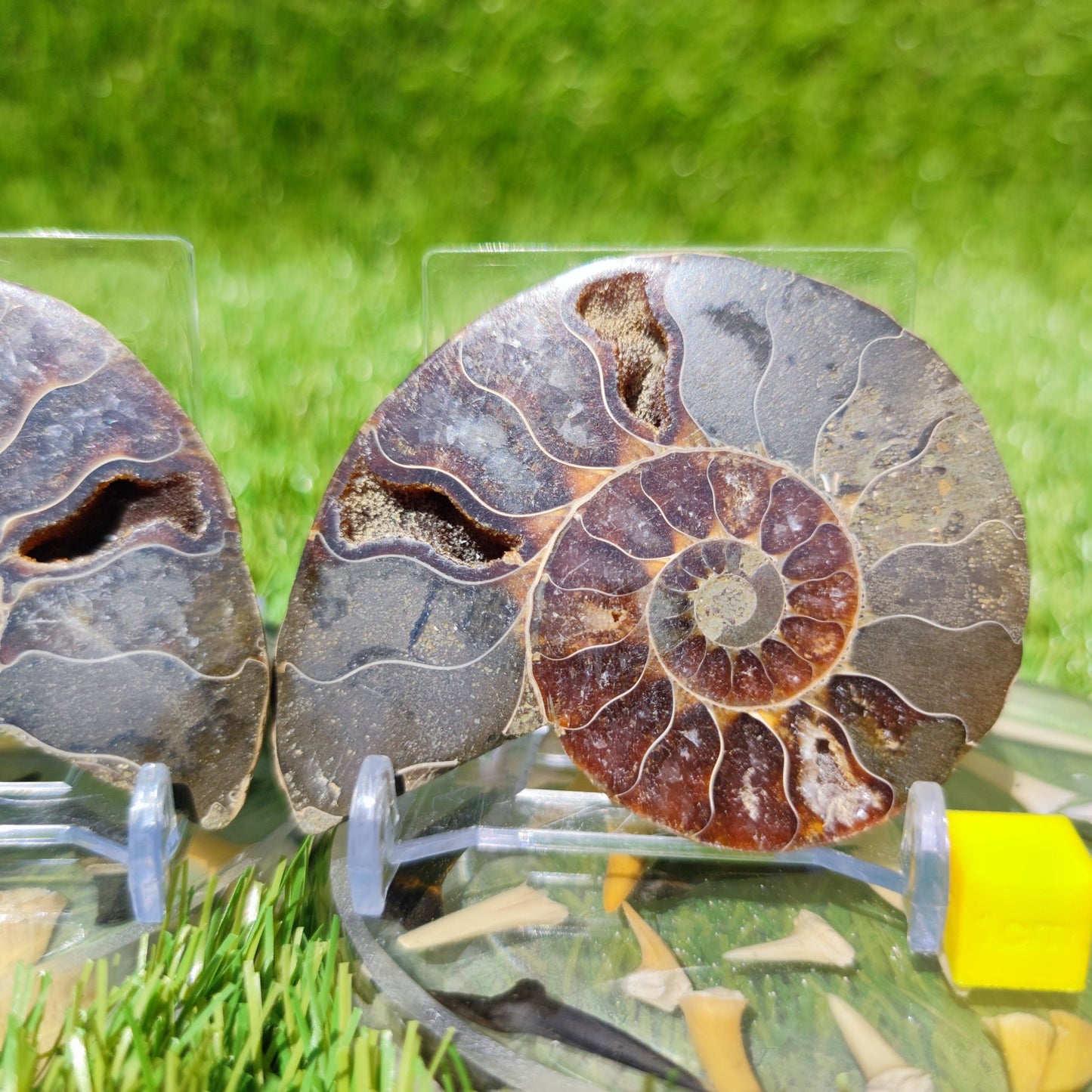 Polished ammonite North Yorkshire Fossils - North Yorkshire Fossils