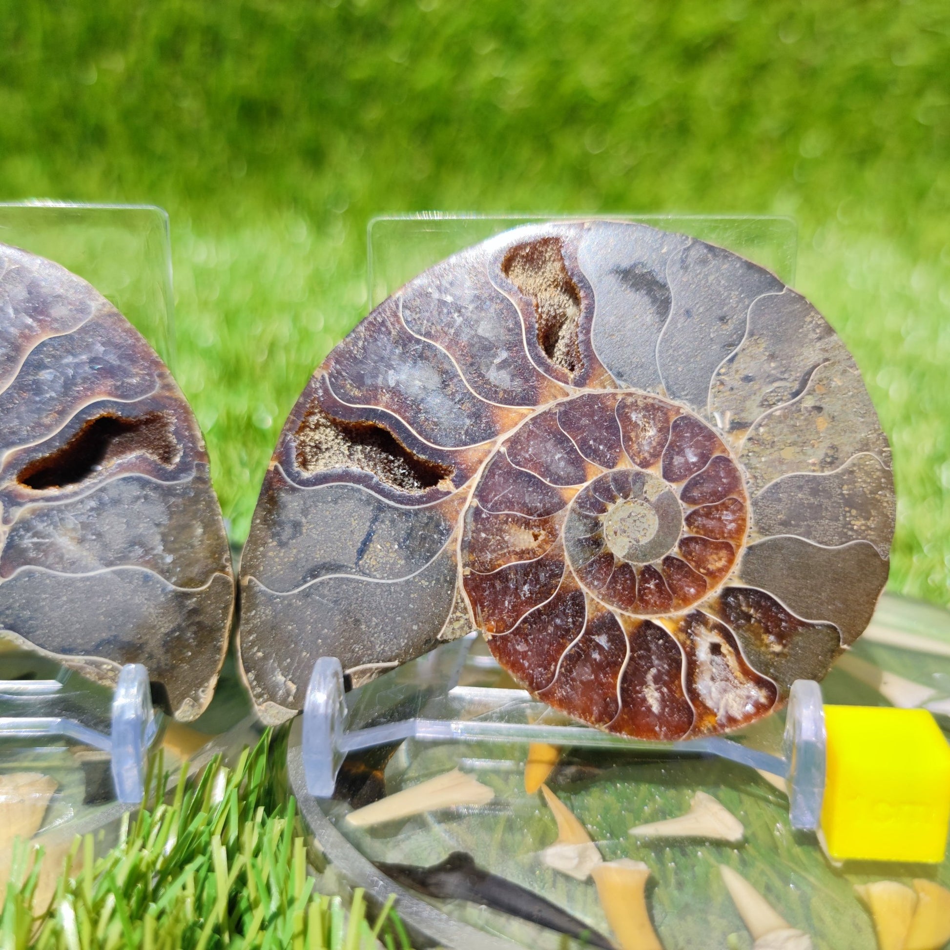 Polished ammonite North Yorkshire Fossils - North Yorkshire Fossils