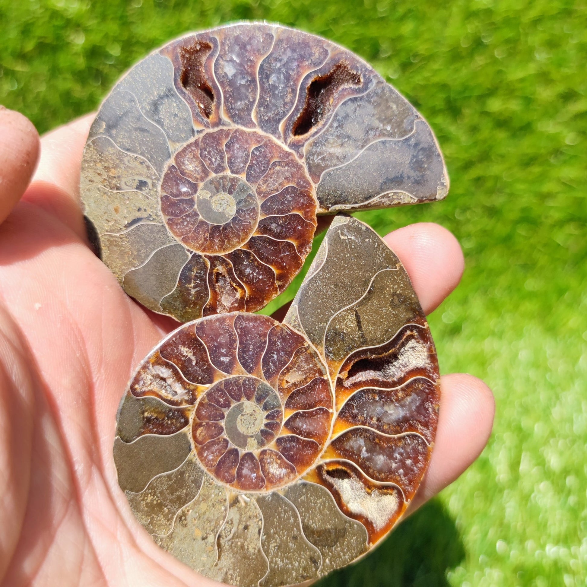 Polished ammonite North Yorkshire Fossils - North Yorkshire Fossils
