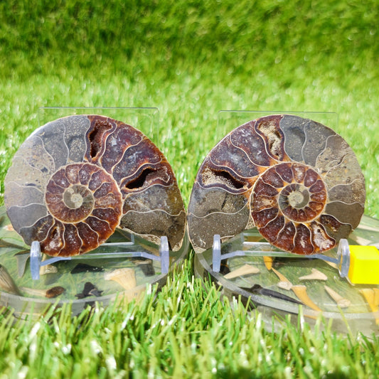 Polished ammonite North Yorkshire Fossils - North Yorkshire Fossils