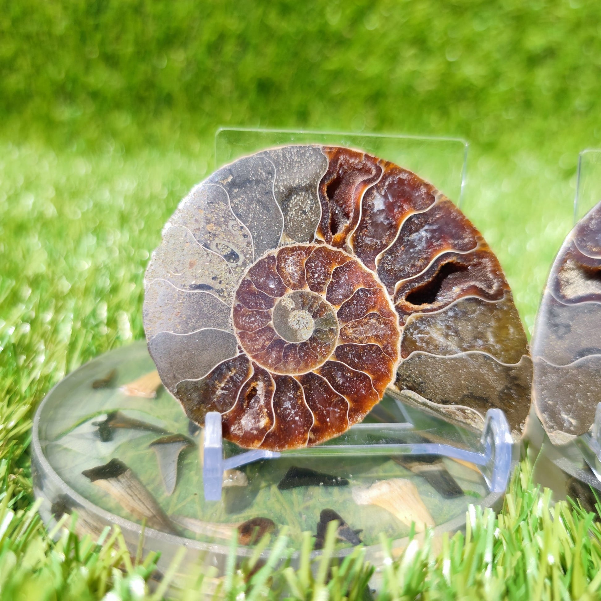 Polished ammonite North Yorkshire Fossils - North Yorkshire Fossils