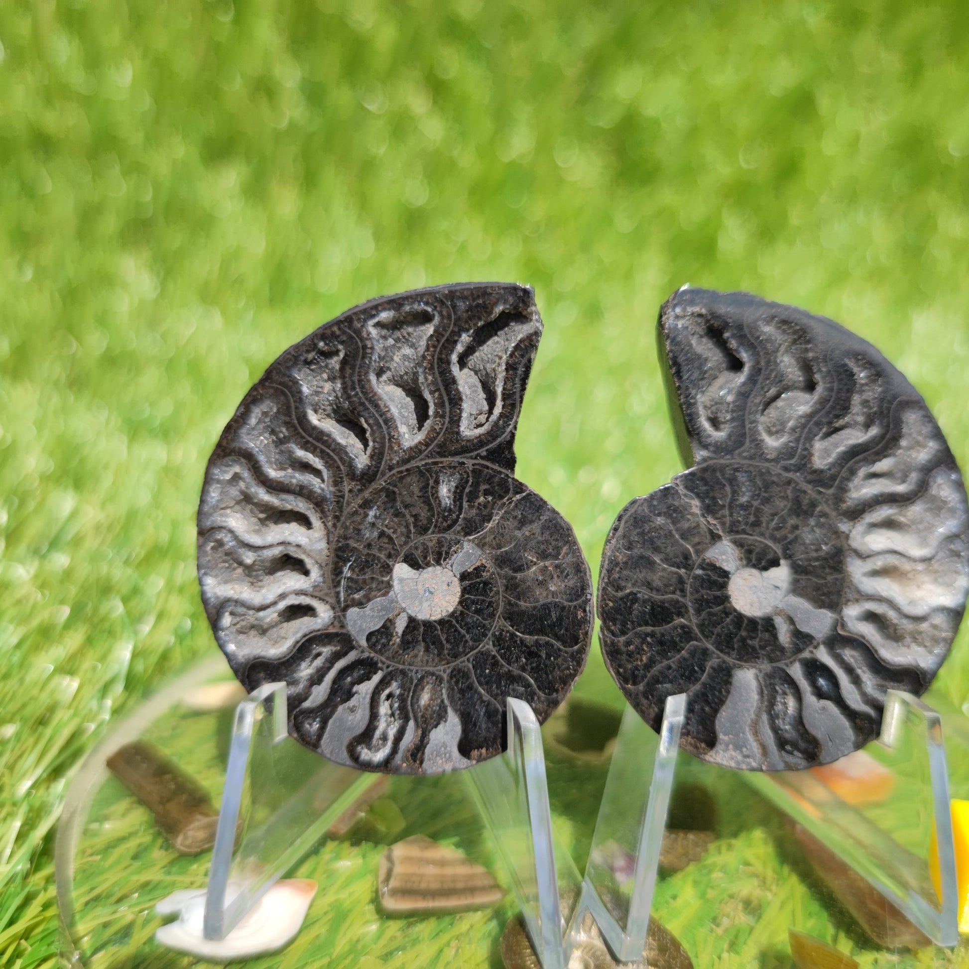 Polished ammonite with calcite crystal pair - North Yorkshire Fossils