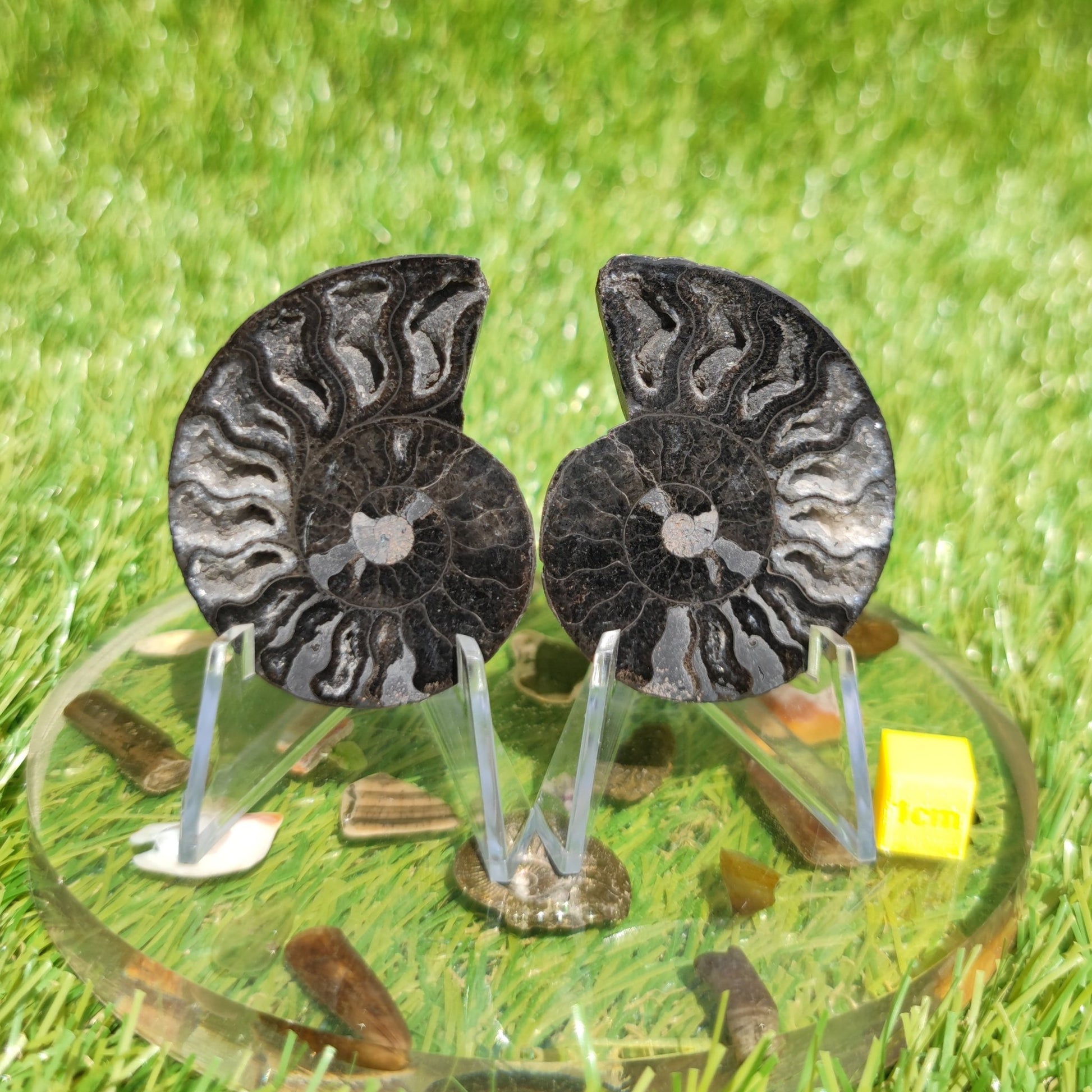Polished ammonite with calcite crystal pair - North Yorkshire Fossils