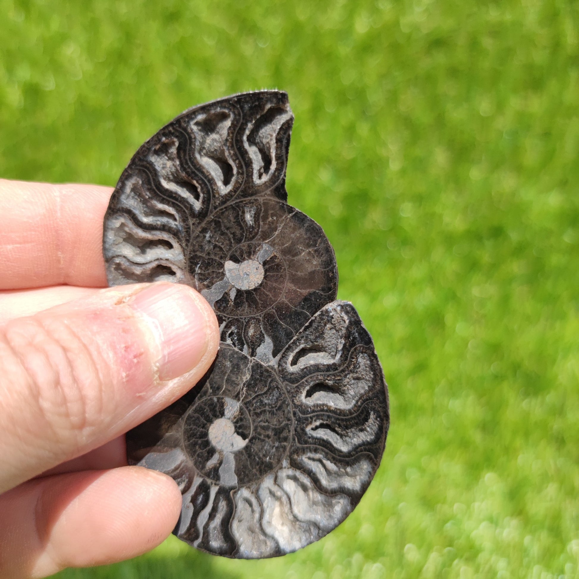 Polished ammonite with calcite crystal pair - North Yorkshire Fossils