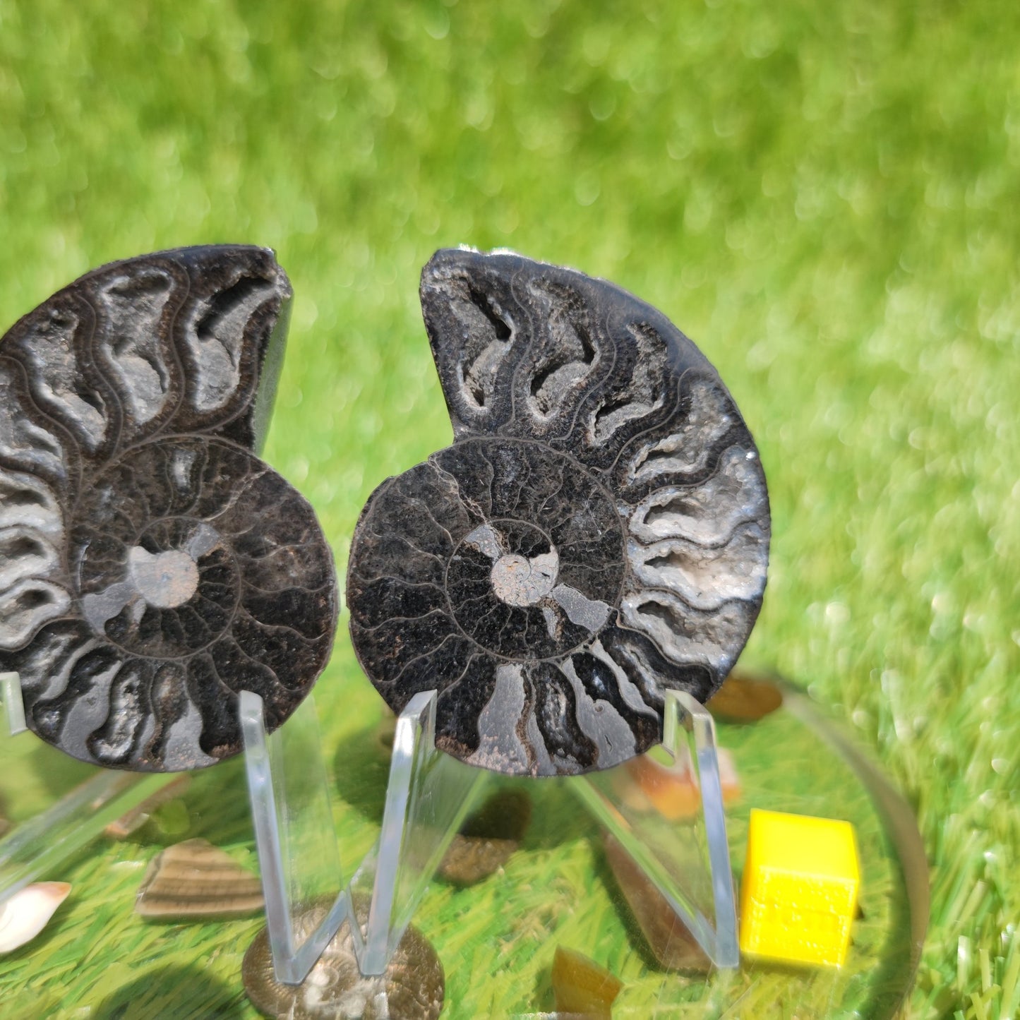 Polished ammonite with calcite crystal pair - North Yorkshire Fossils