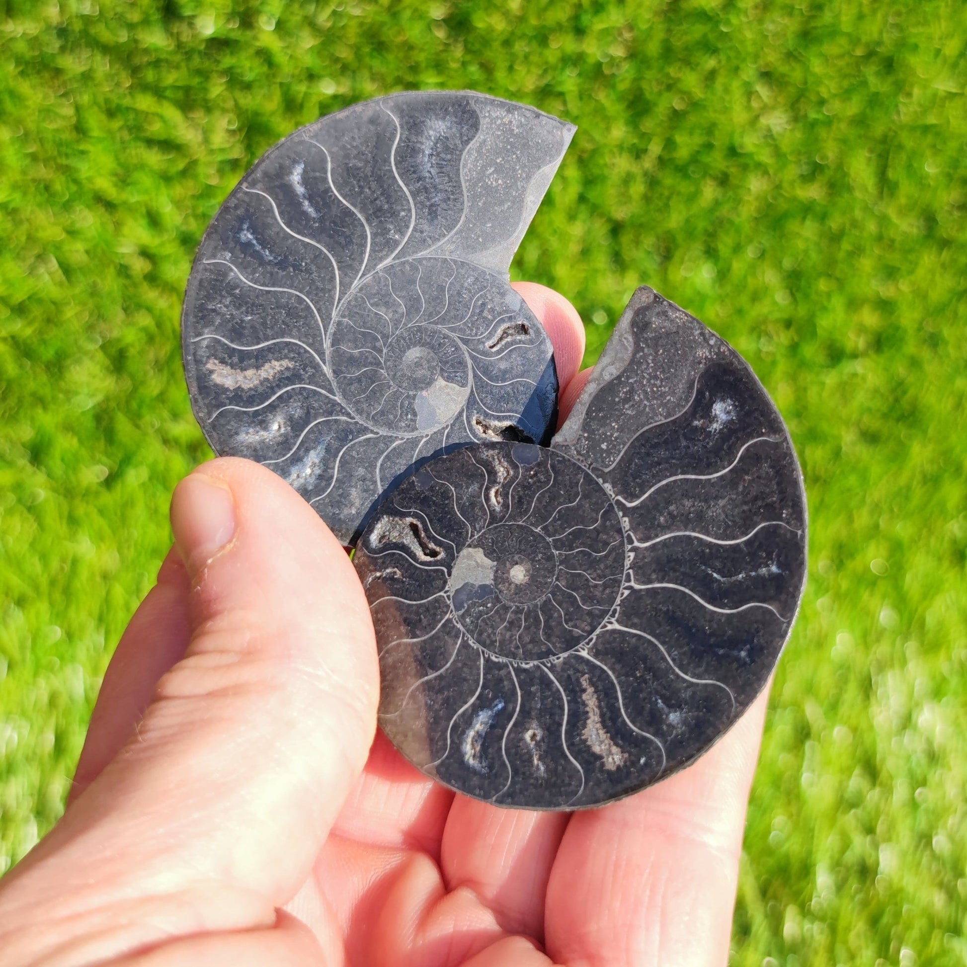 Polished black Madagascar ammonite fossil pair - North Yorkshire Fossils