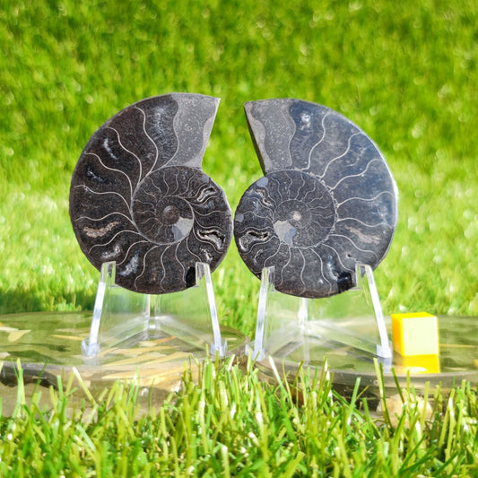 Polished black Madagascar ammonite fossil pair - North Yorkshire Fossils