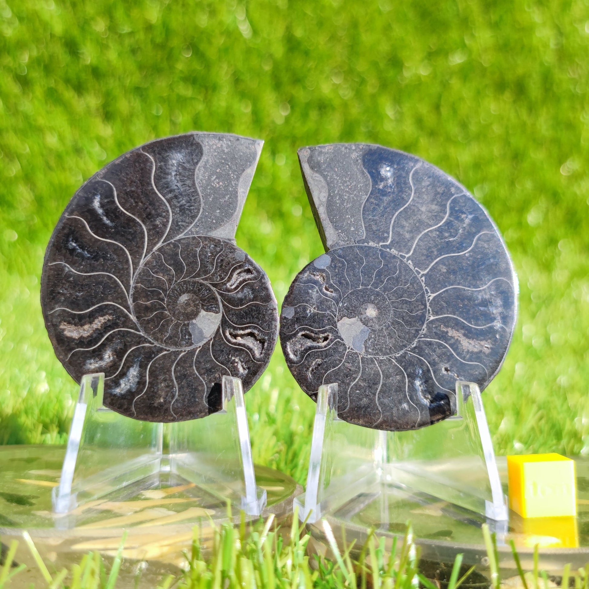Polished black Madagascar ammonite fossil pair - North Yorkshire Fossils