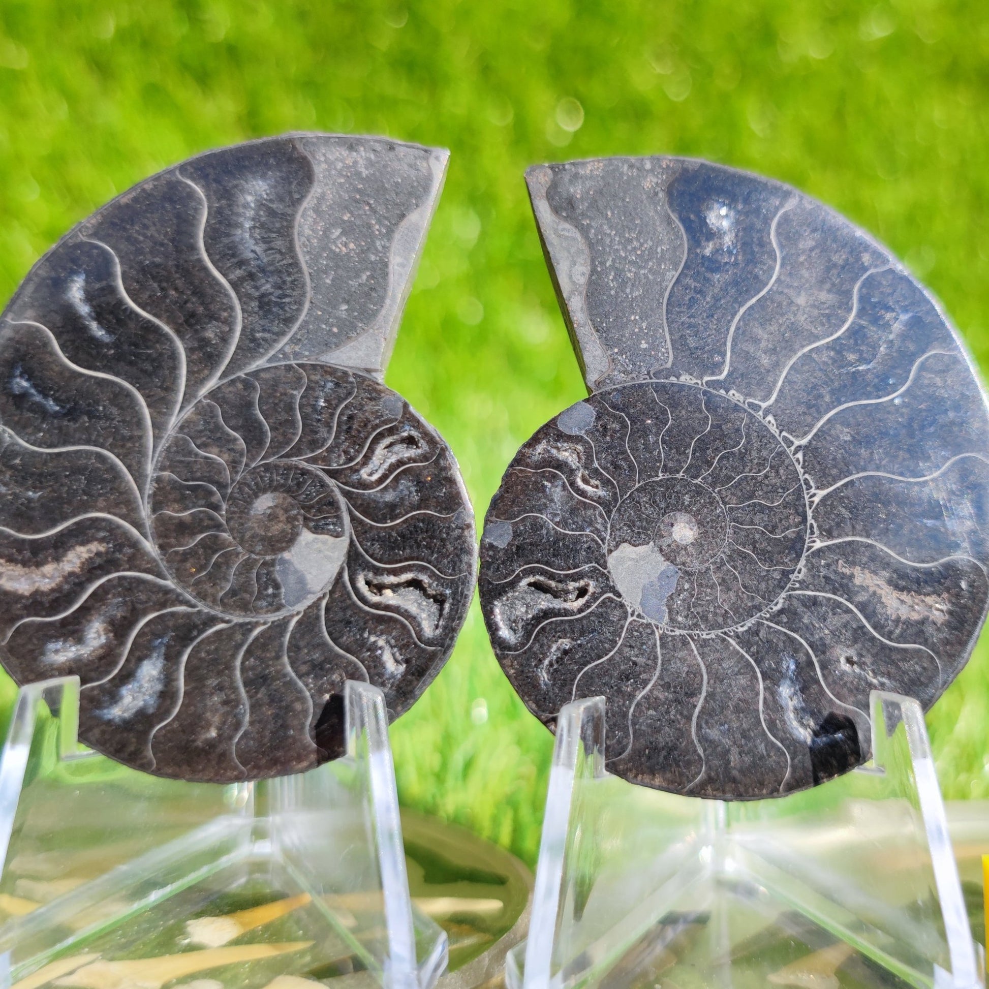 Polished black Madagascar ammonite fossil pair - North Yorkshire Fossils
