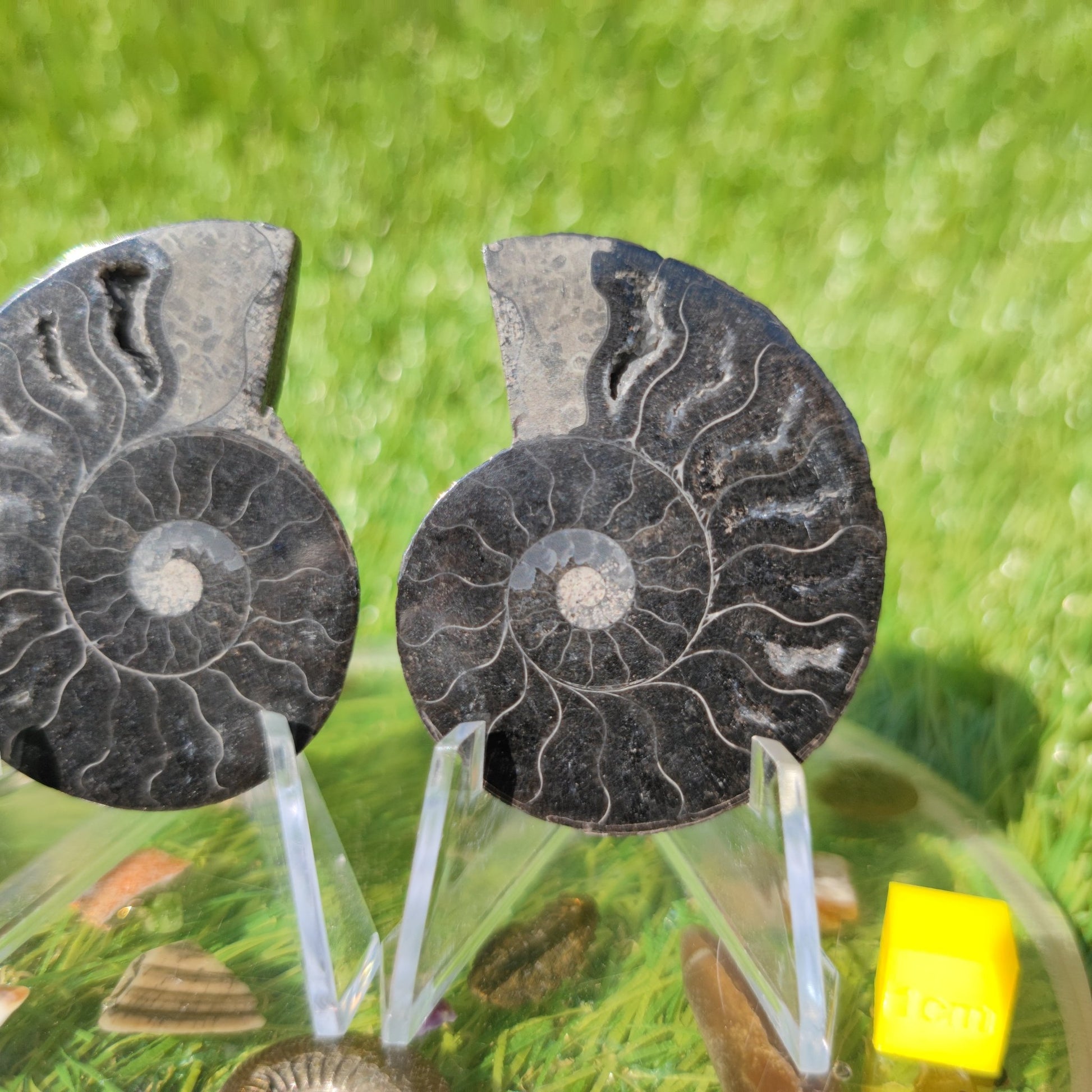 Polished cleoniceras Madagascar ammonite - North Yorkshire Fossils