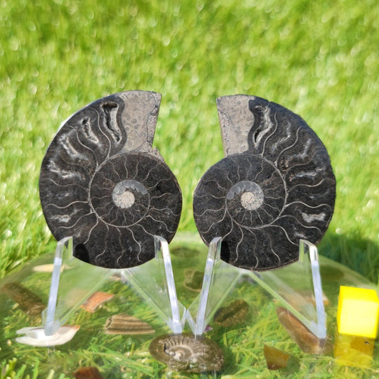 Polished cleoniceras Madagascar ammonite - North Yorkshire Fossils