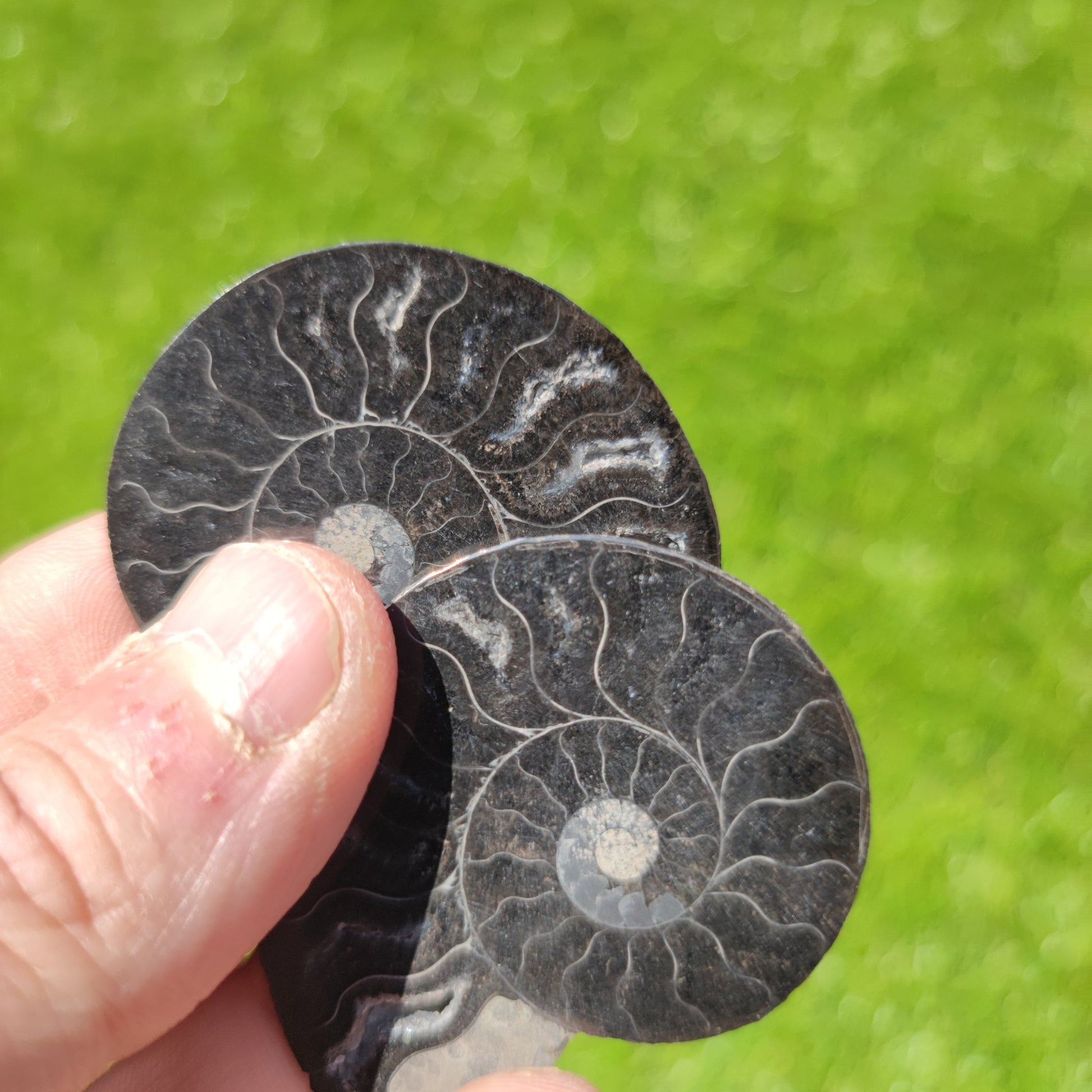 Polished cleoniceras Madagascar ammonite - North Yorkshire Fossils
