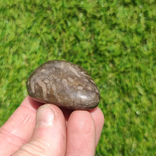 Polished coral fossil Port Mulgrave Yorkshire - North Yorkshire Fossils