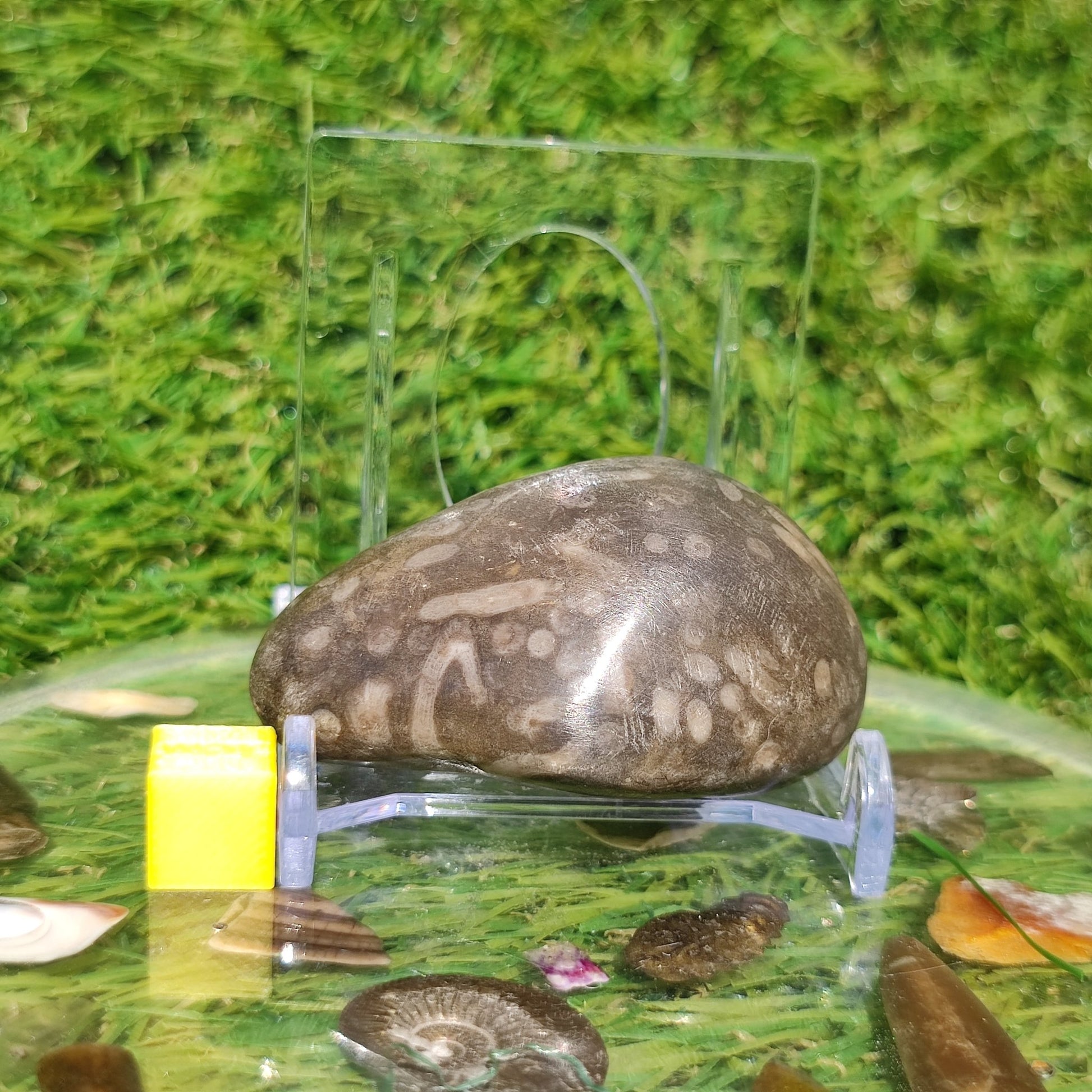 Polished coral fossil Port Mulgrave Yorkshire - North Yorkshire Fossils