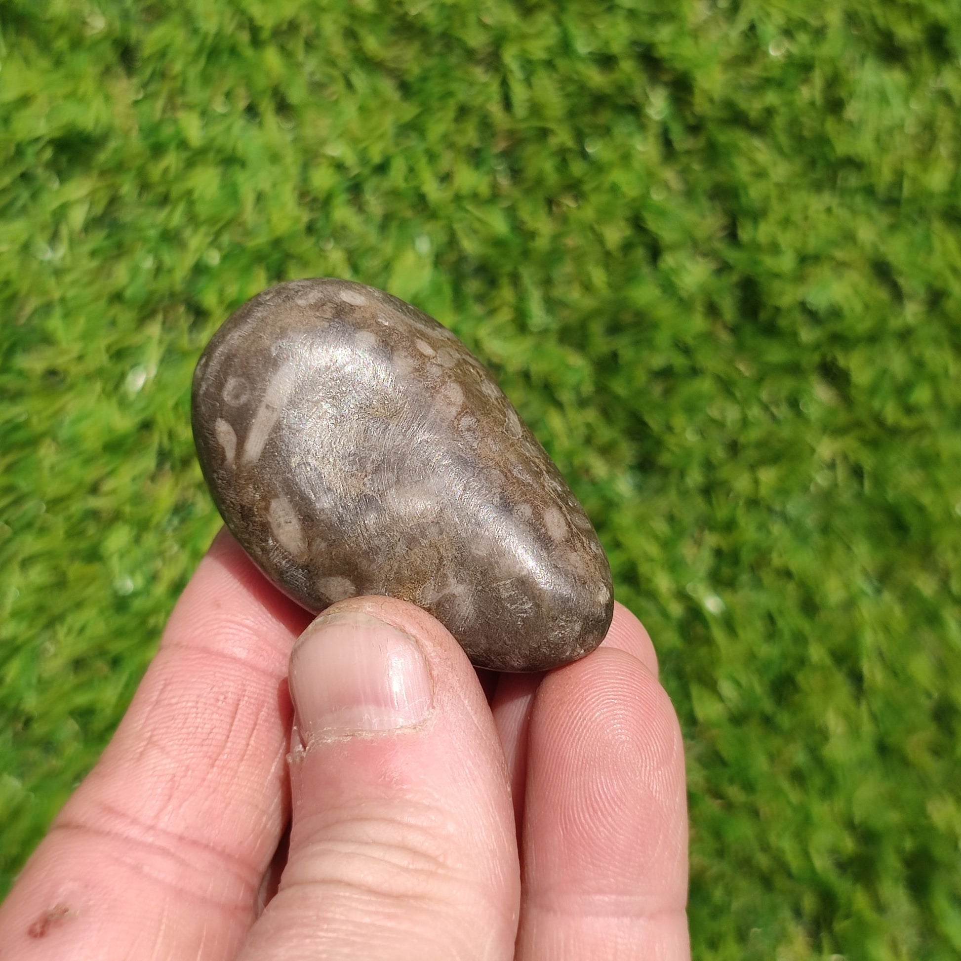 Polished coral fossil Port Mulgrave Yorkshire - North Yorkshire Fossils
