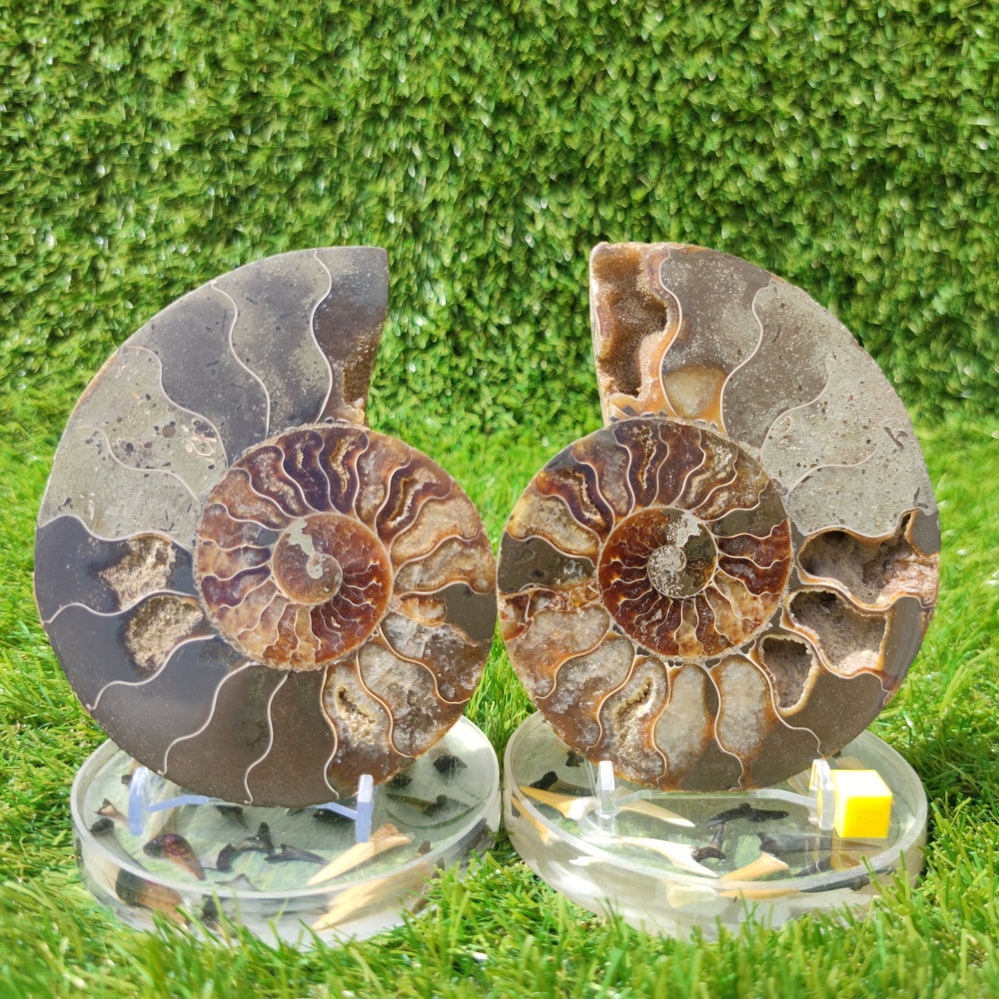 Polished fossil Madagascar ammonite - North Yorkshire Fossils