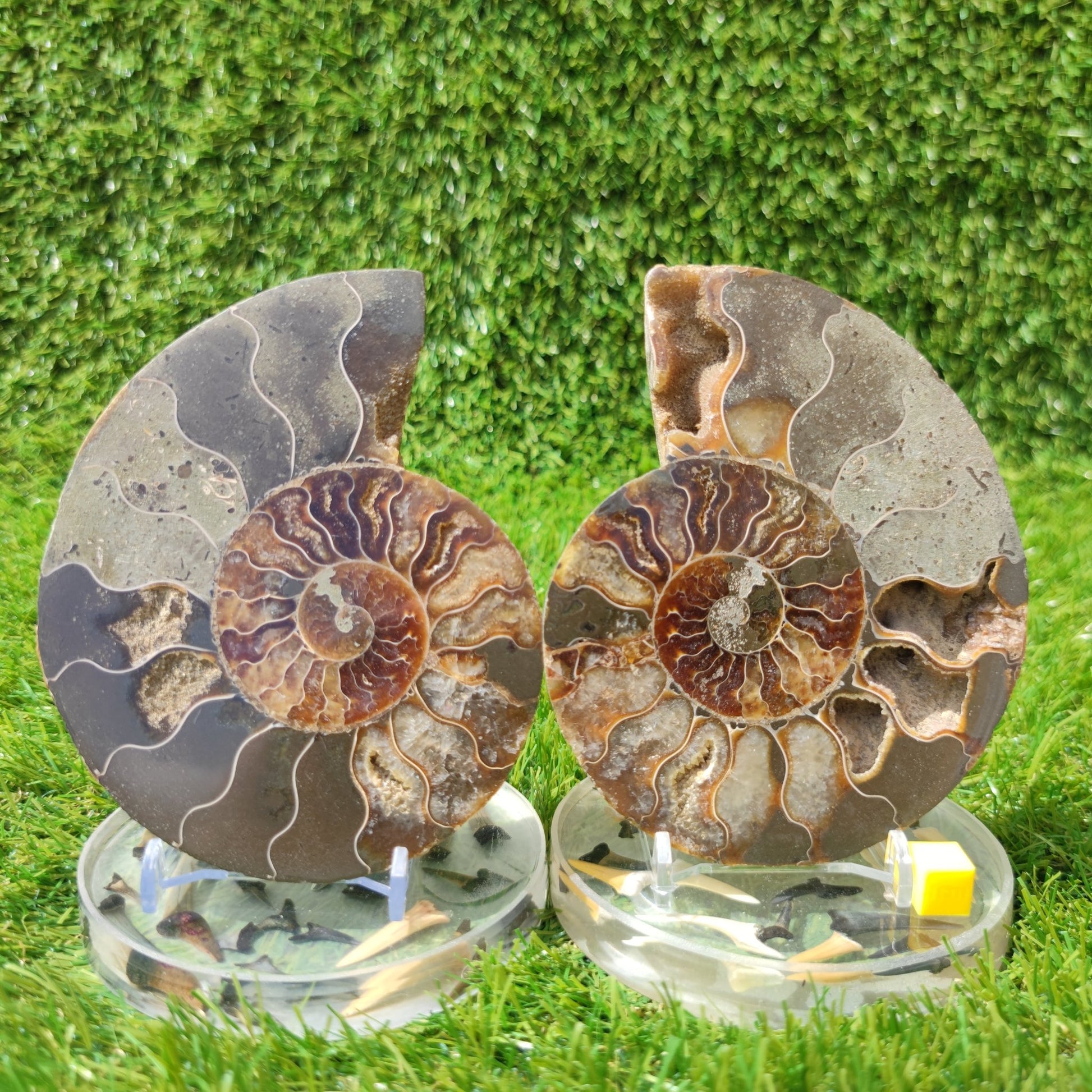 Polished fossil Madagascar ammonite - North Yorkshire Fossils