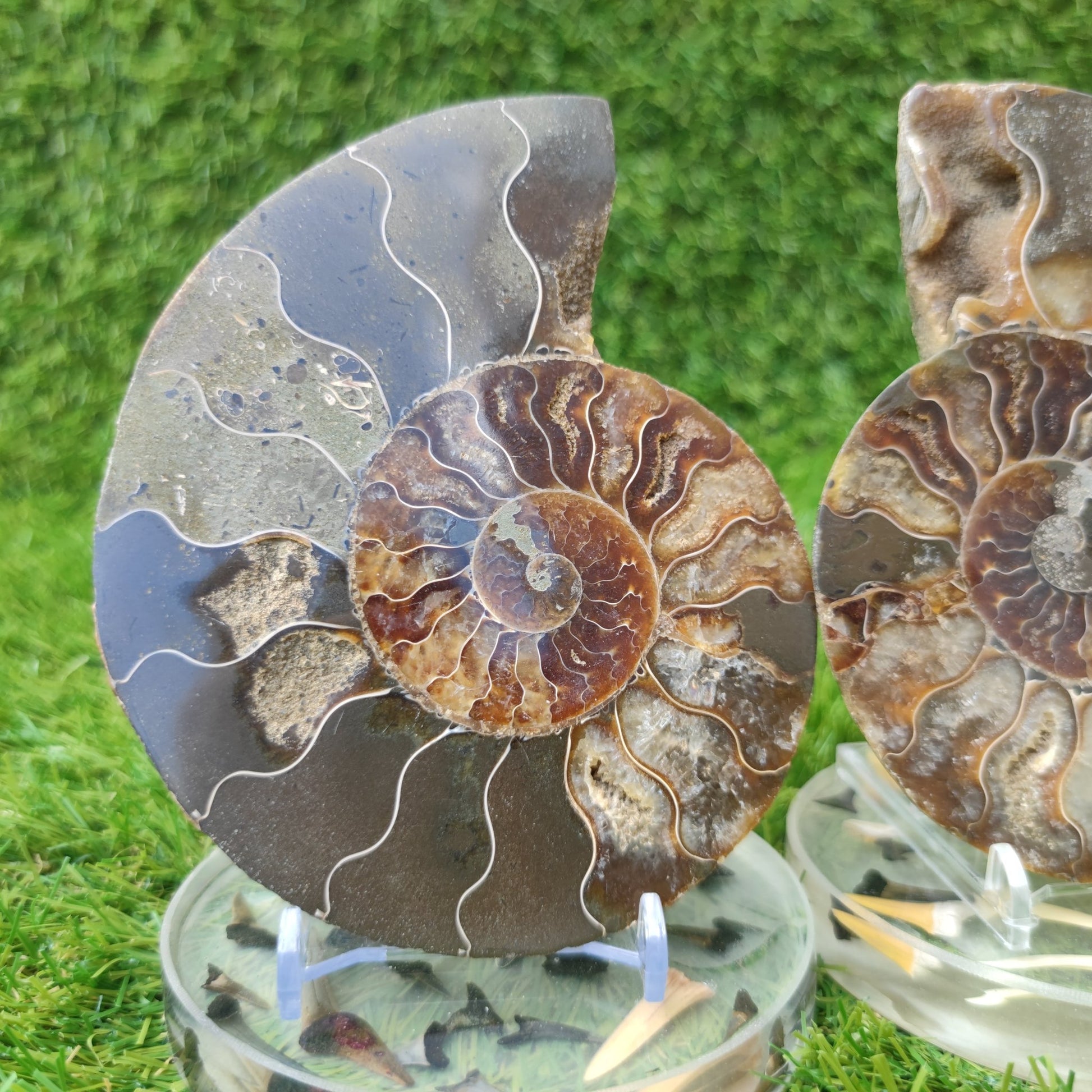Polished fossil Madagascar ammonite - North Yorkshire Fossils