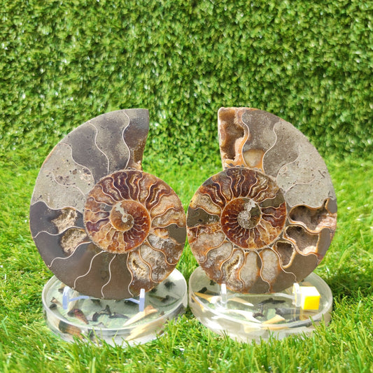 Polished fossil Madagascar ammonite - North Yorkshire Fossils
