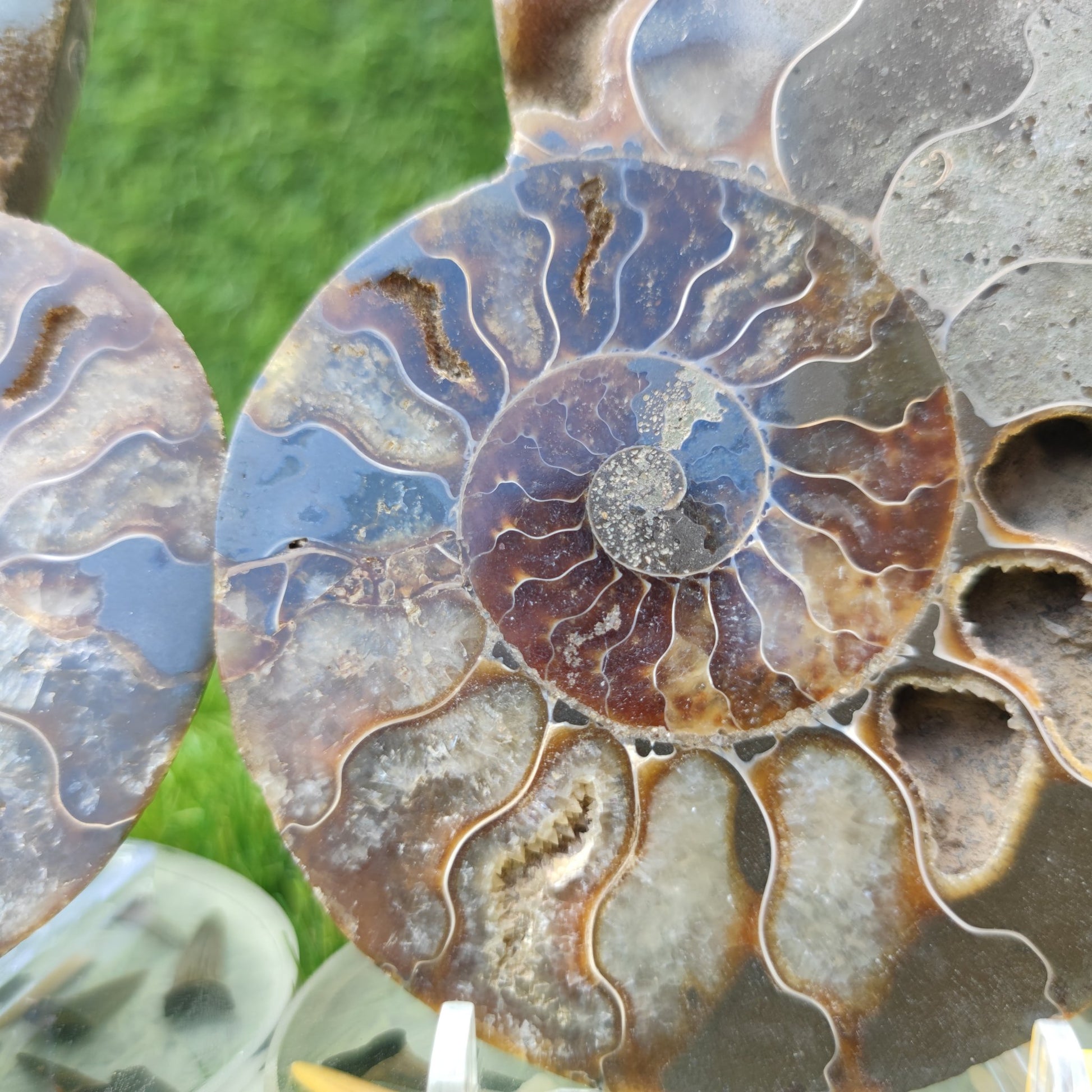 Polished fossil Madagascar ammonite - North Yorkshire Fossils