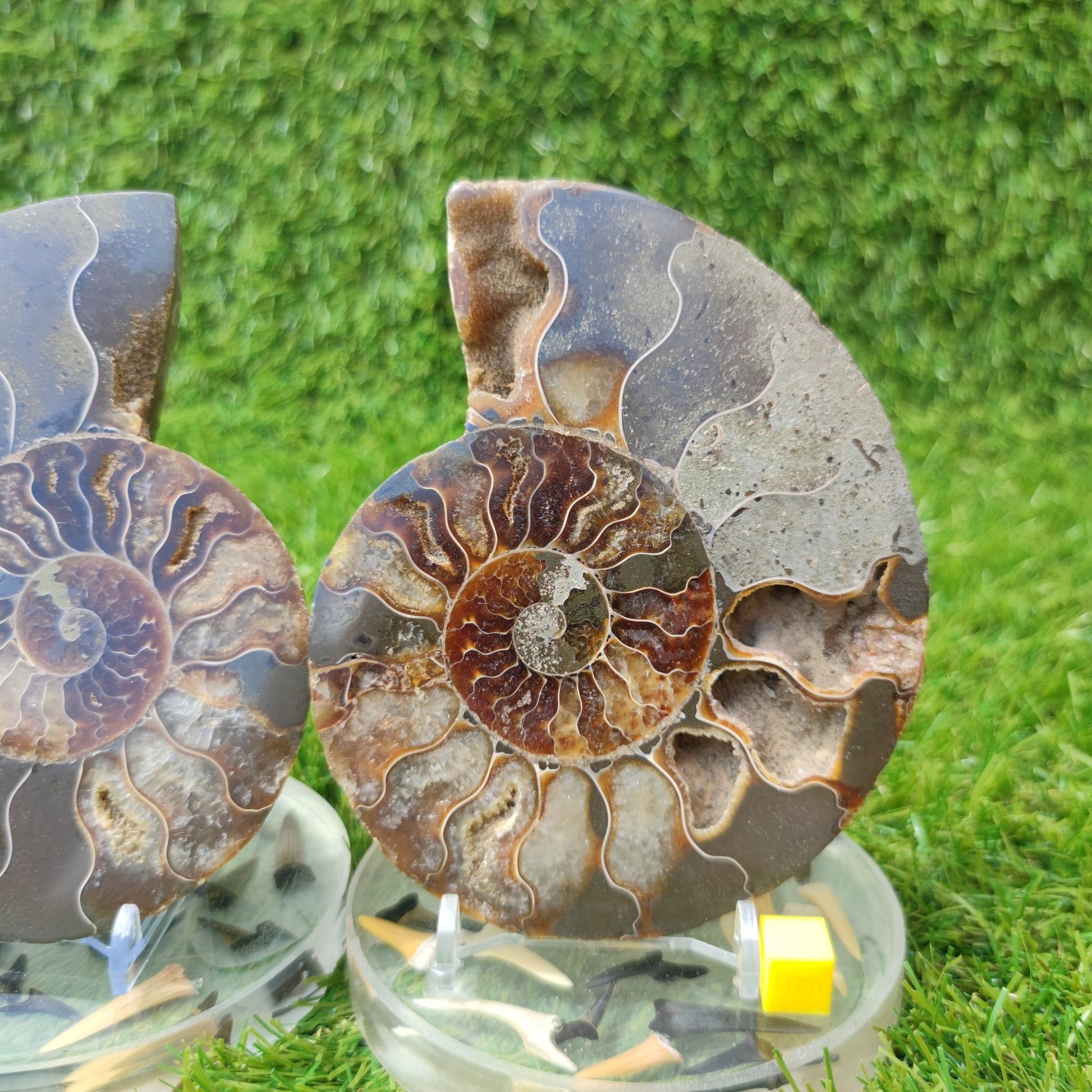 Polished fossil Madagascar ammonite - North Yorkshire Fossils