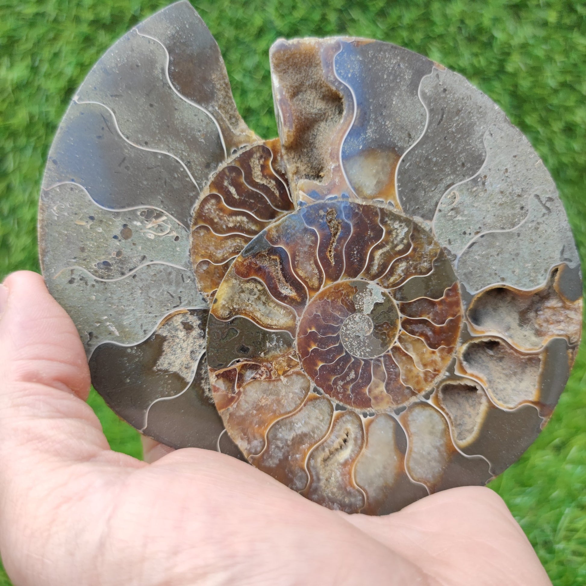 Polished fossil Madagascar ammonite - North Yorkshire Fossils