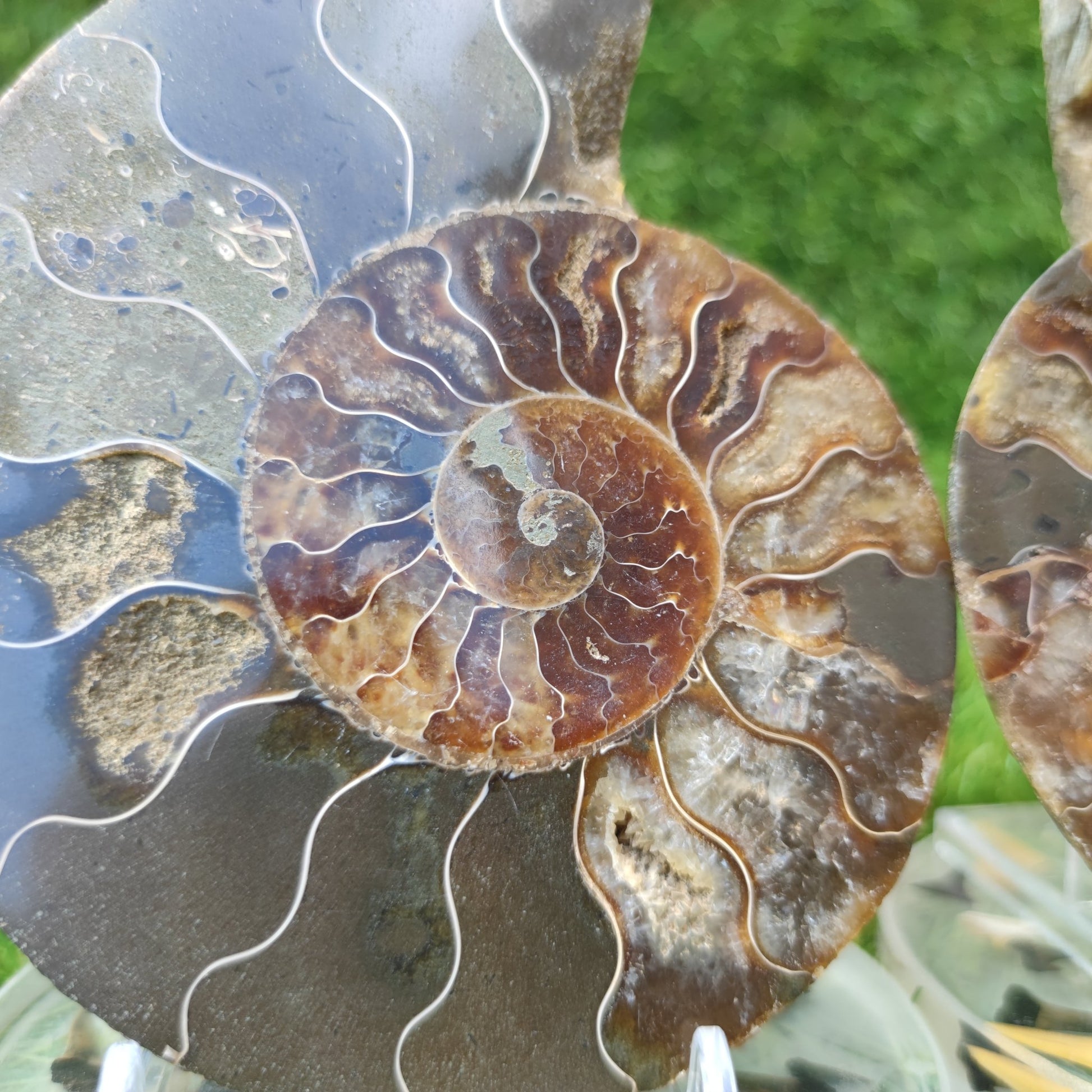Polished fossil Madagascar ammonite - North Yorkshire Fossils