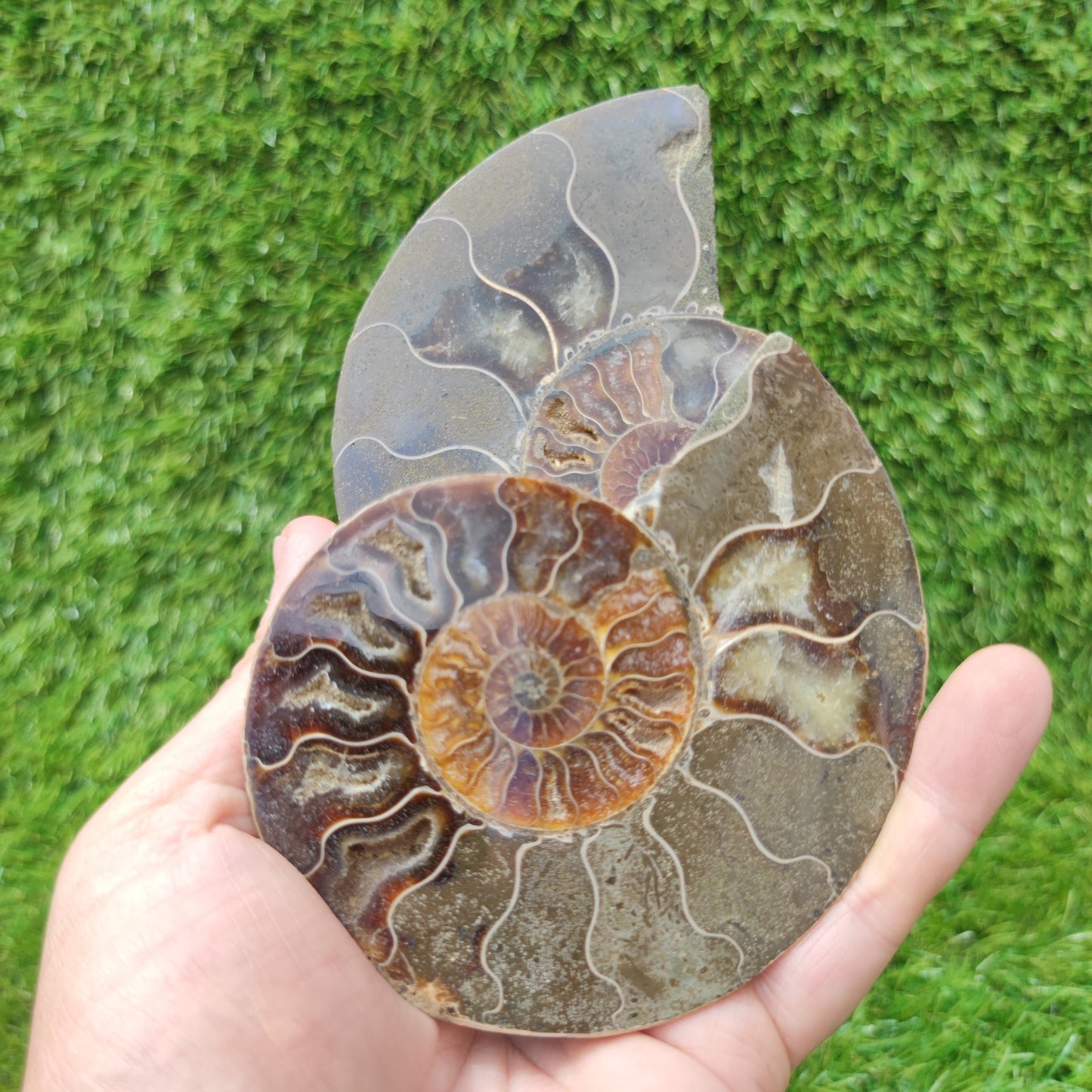 Polished fossil Madagascar ammonite North Yorkshire Fossils - North Yorkshire Fossils