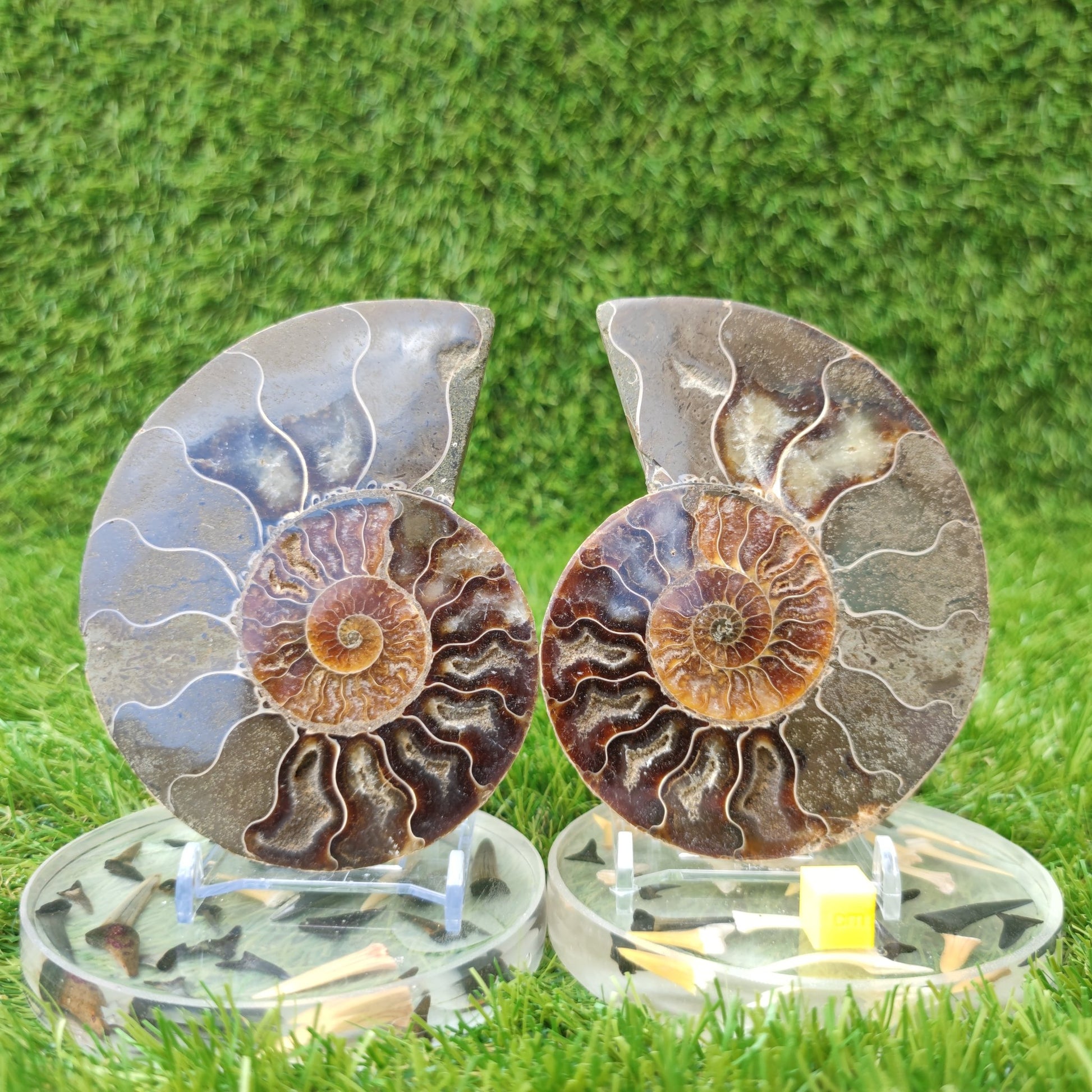 Polished fossil Madagascar ammonite North Yorkshire Fossils - North Yorkshire Fossils