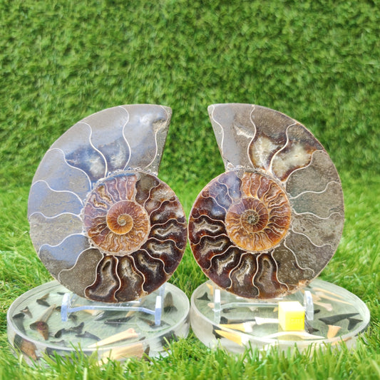 Polished fossil Madagascar ammonite North Yorkshire Fossils - North Yorkshire Fossils