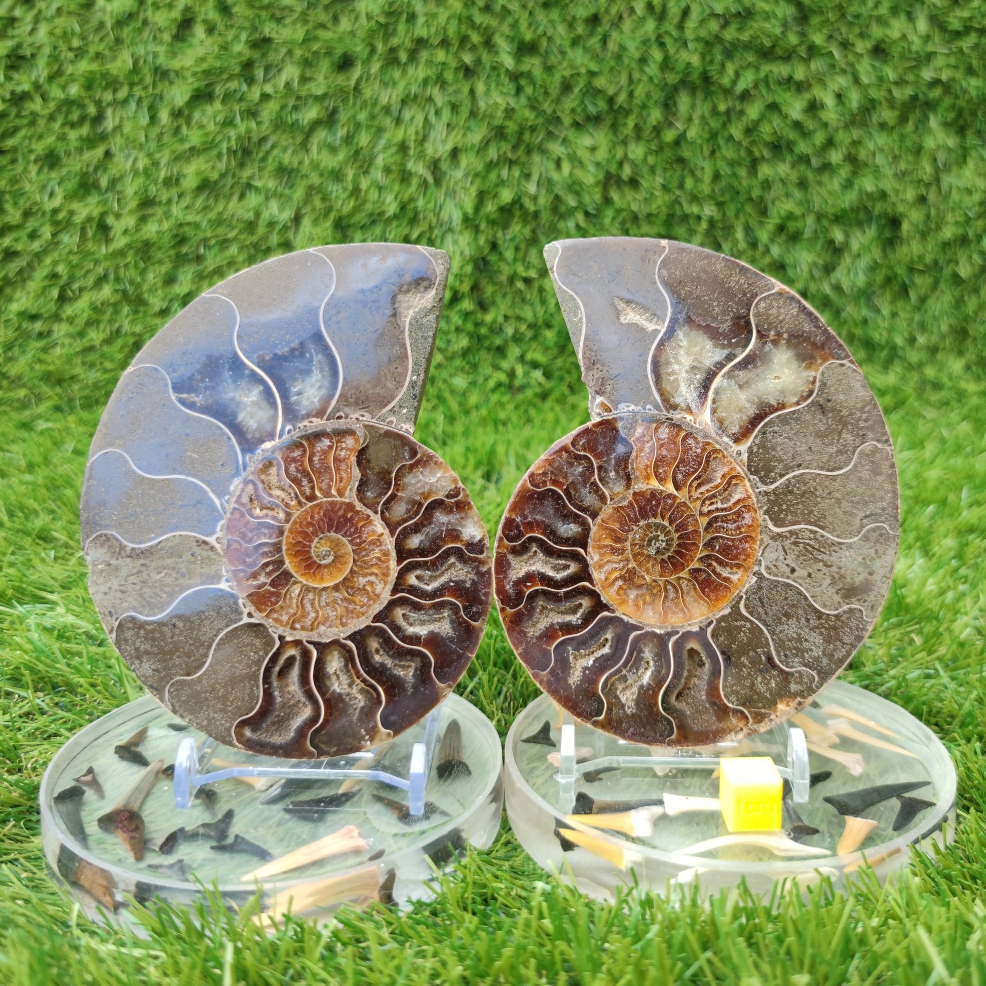 Polished fossil Madagascar ammonite North Yorkshire Fossils - North Yorkshire Fossils