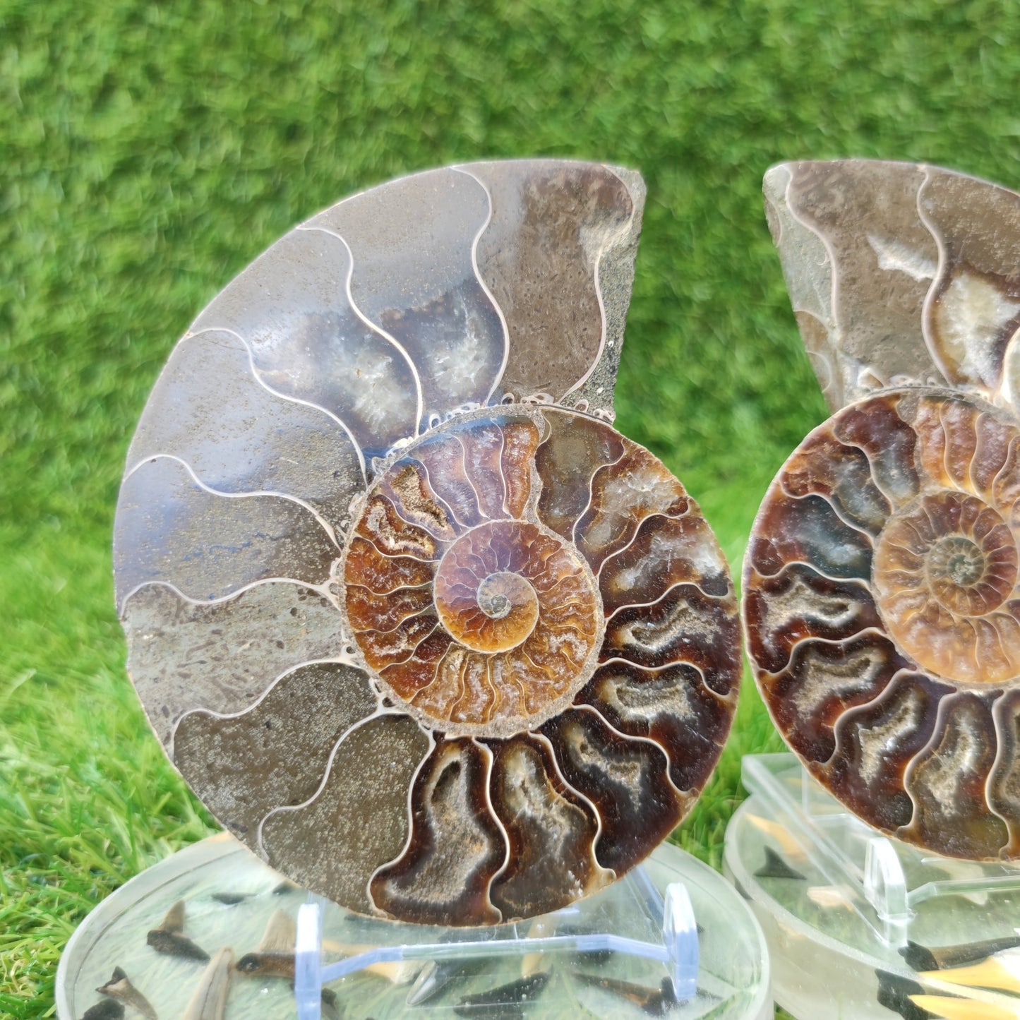 Polished fossil Madagascar ammonite North Yorkshire Fossils - North Yorkshire Fossils