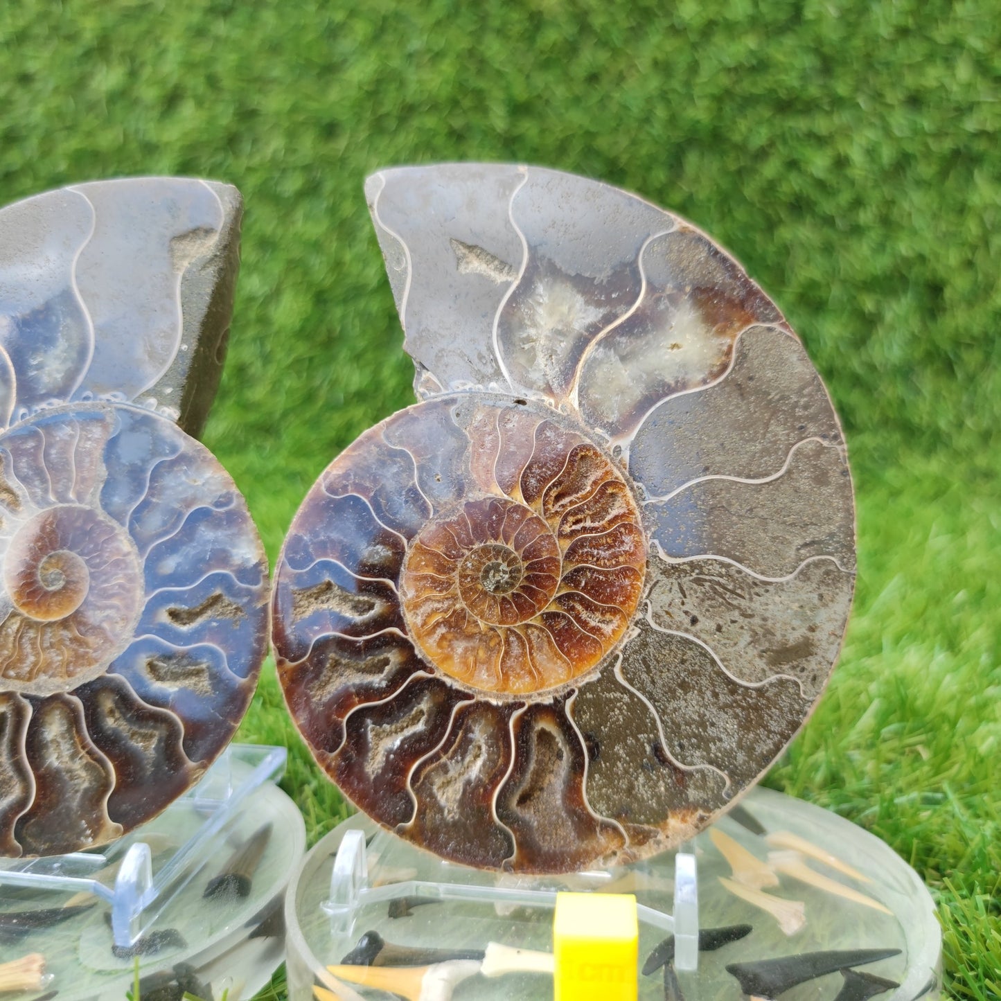 Polished fossil Madagascar ammonite North Yorkshire Fossils - North Yorkshire Fossils